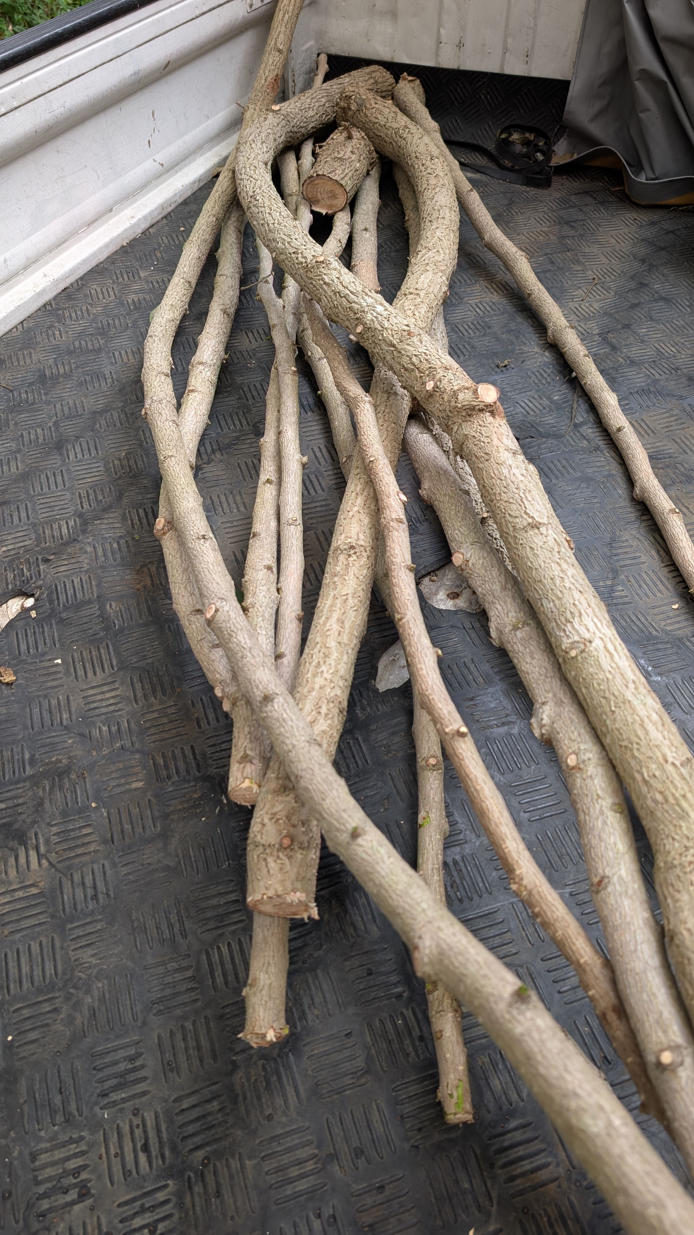 イチョウの木で止まり木づくり｜農家のとまり木屋、今日の作業