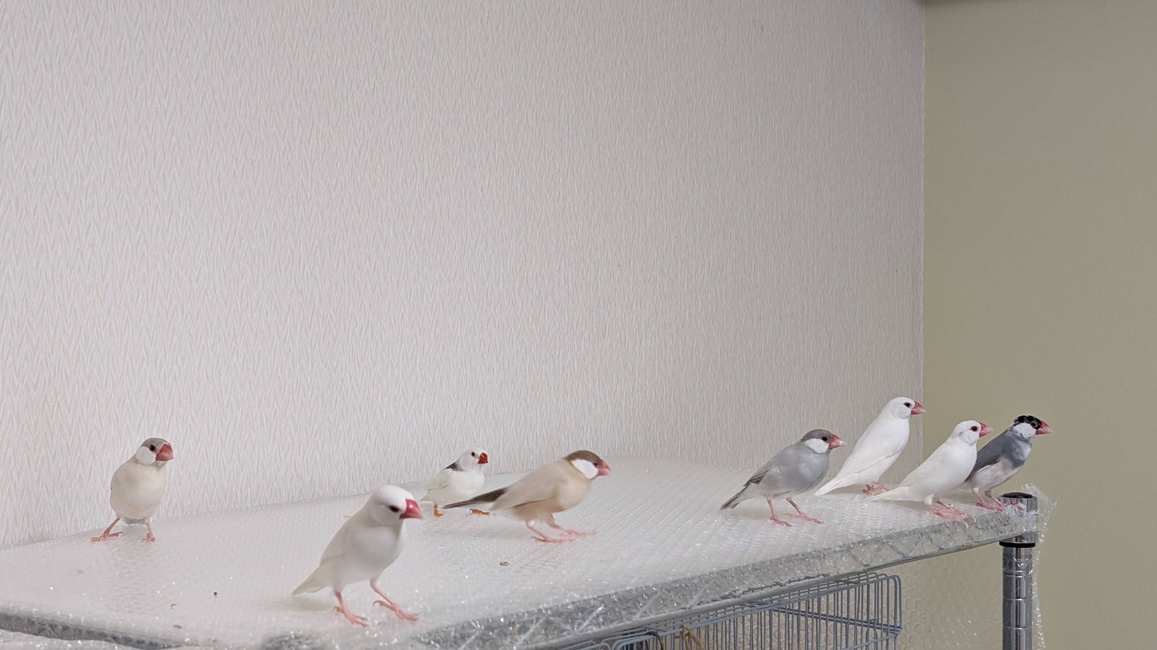 「農家のとまり木屋」始めました 〜梅農家×鳥好きのものづくり〜