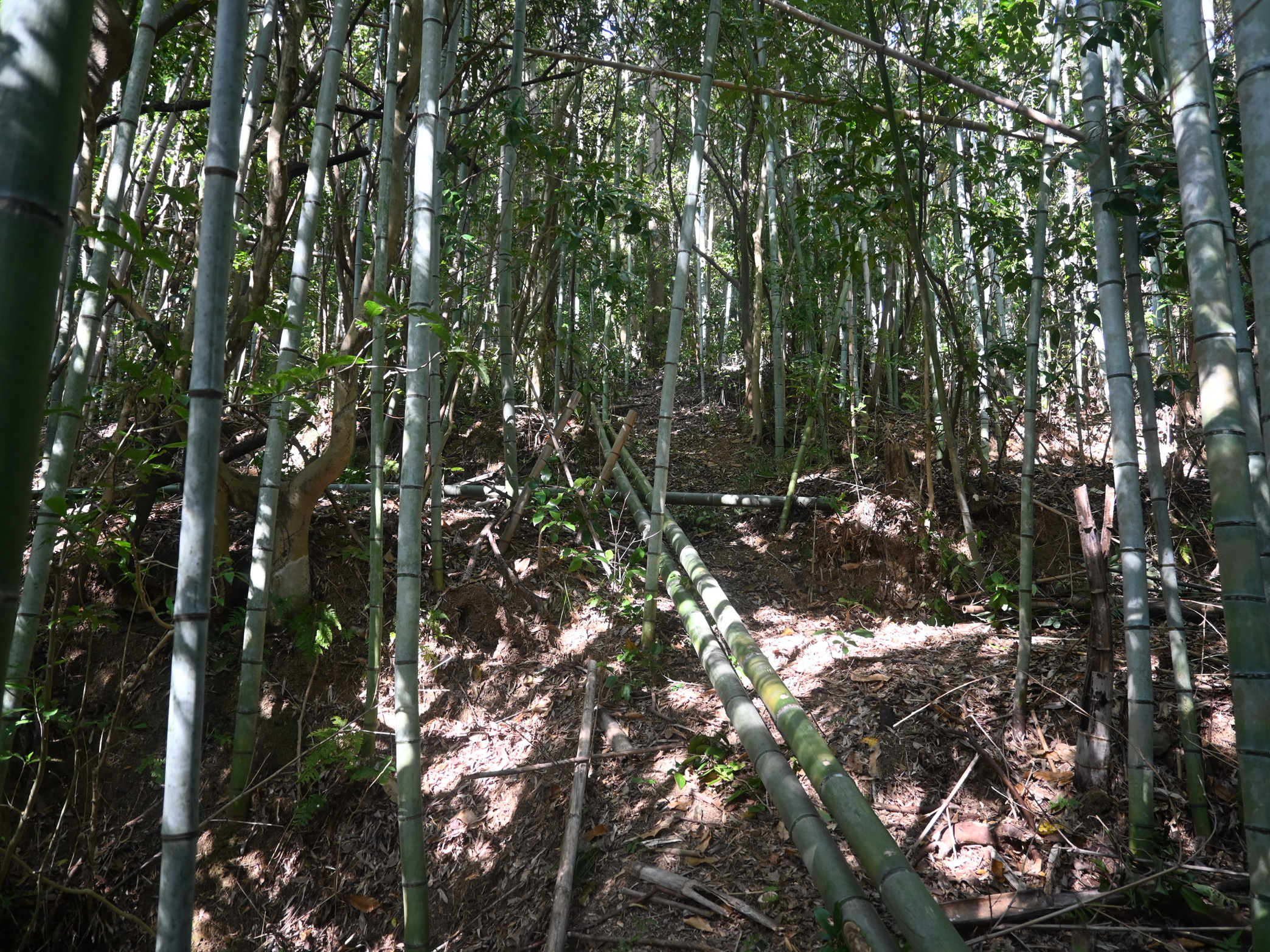 自分のペースでやってこうと思うのでした。