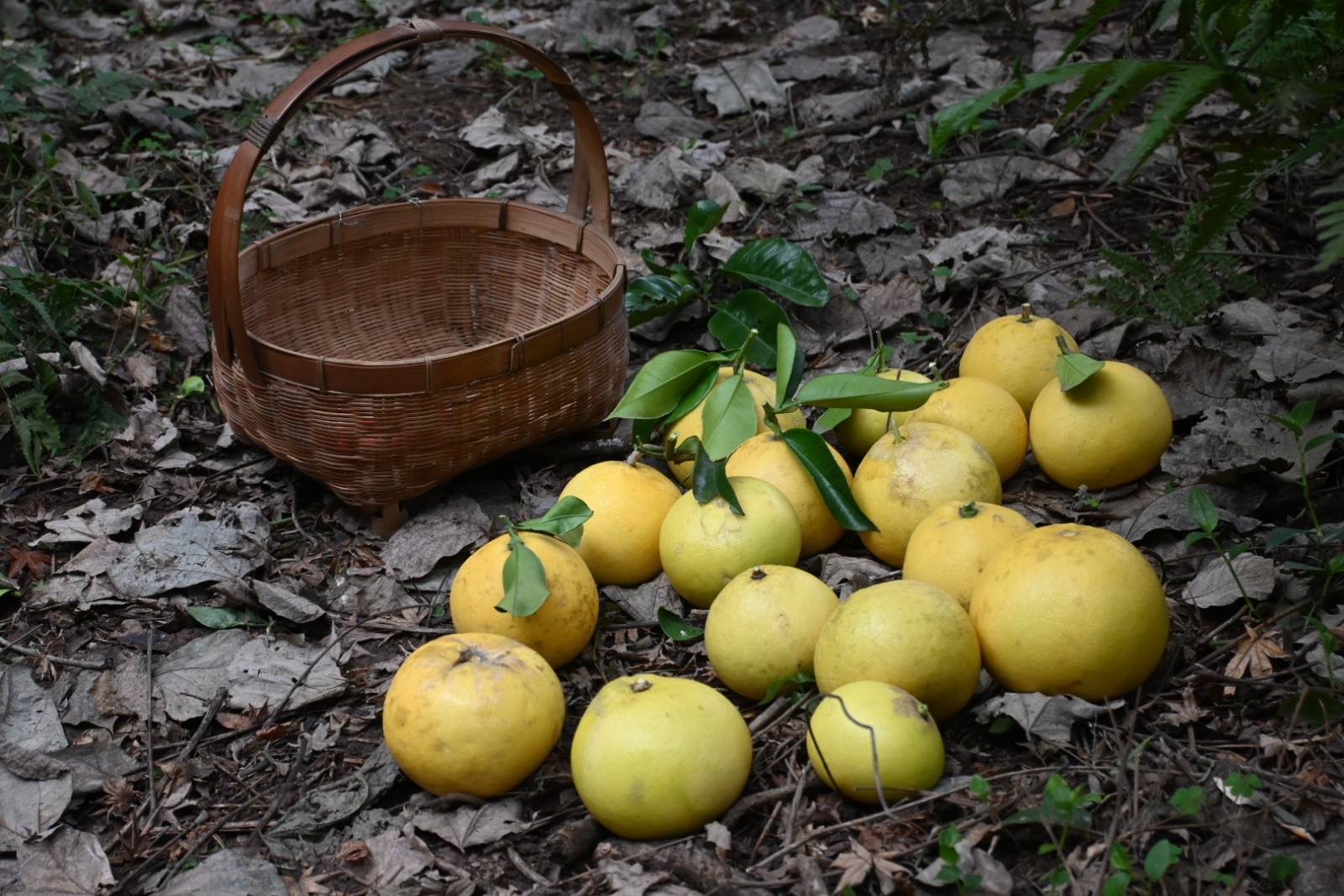 【野良籠】レポート②