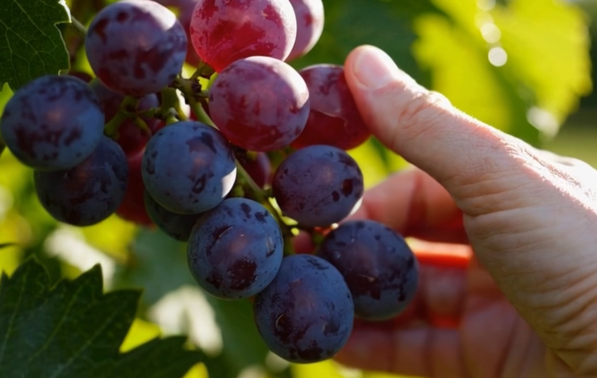 Nuvia Farm ― 岡山から未来へつなぐぶどう作り