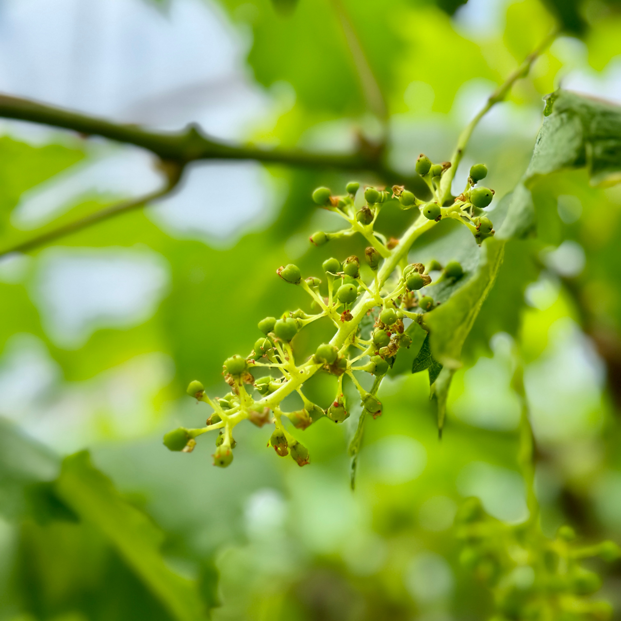 日本の農業が直面する課題と、Nuvia Farmの挑戦