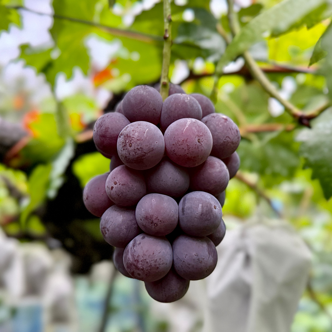 今年の挑戦 ― 初めてのオンライン販売