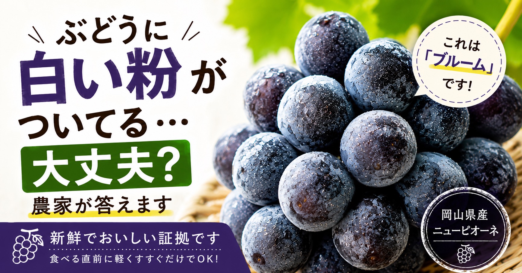 ぶどうに白い粉がついてる…大丈夫?農家が答えます