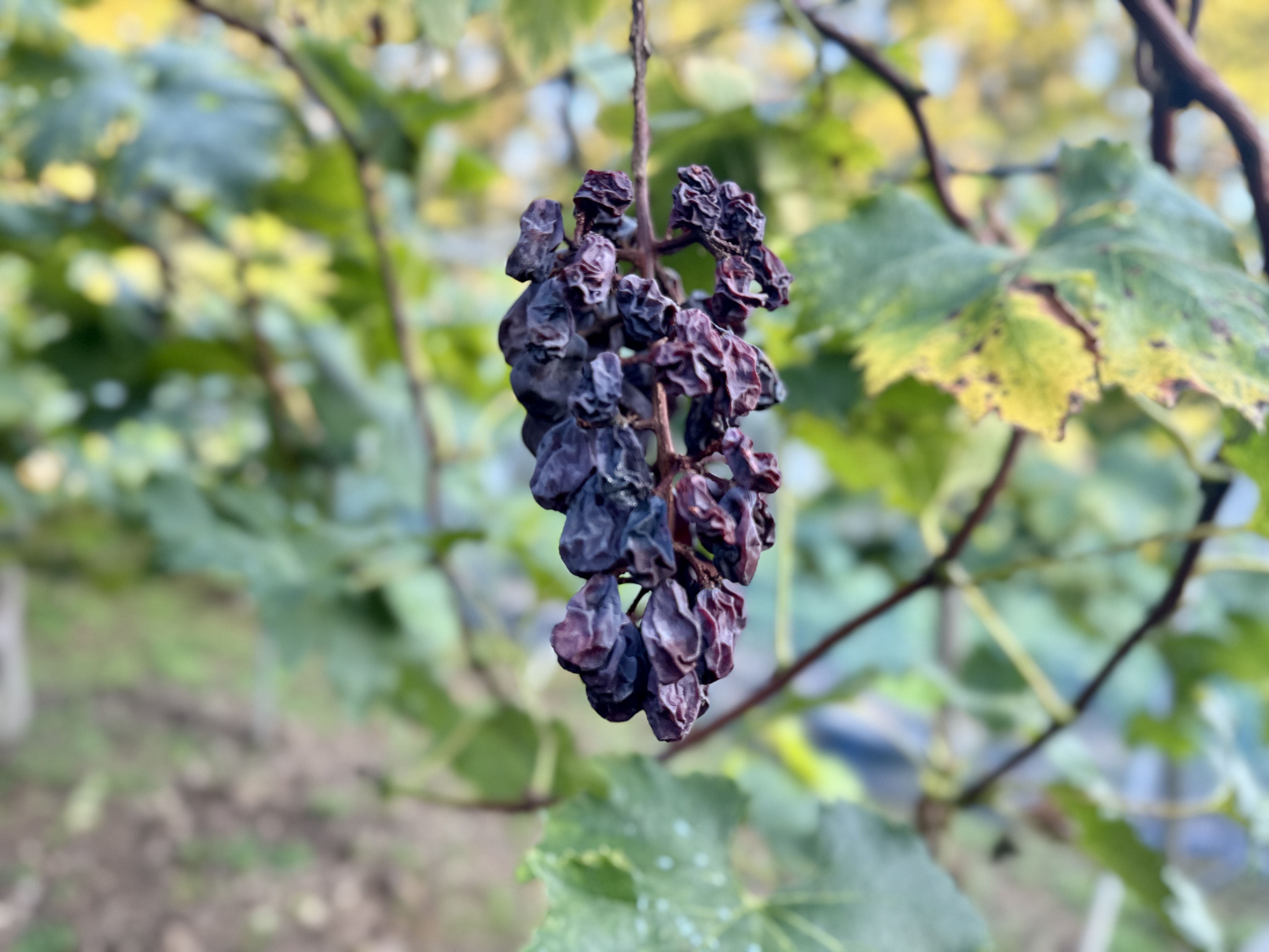 自然との闘い：猛暑と少雨に試された2025年ピオーネ