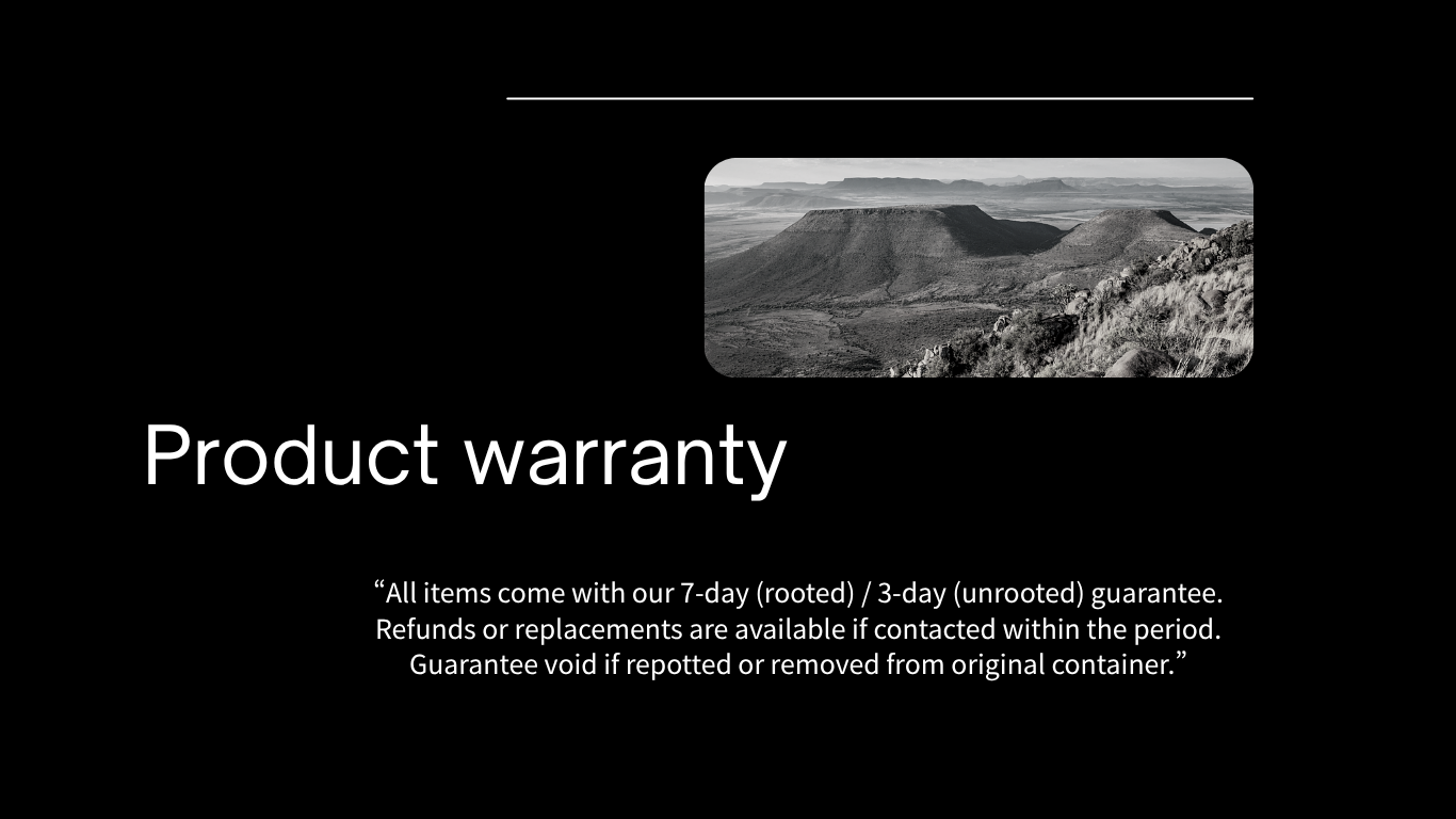 FOH CODEX STUDIO|安心の7days・3days保証制度