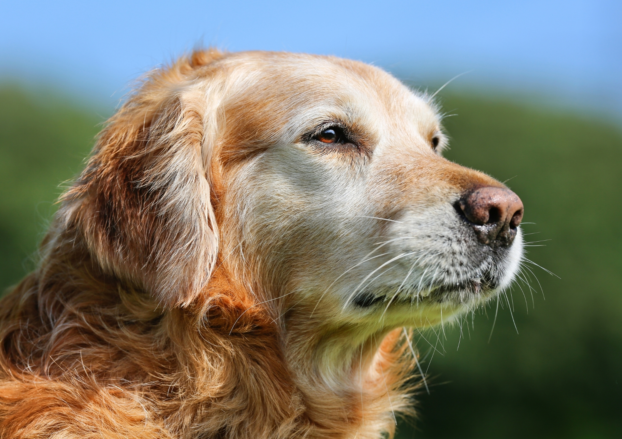 犬の関節ケアにCBDオイル｜効果・安全性・選び方と使い方【2025年最新版】
