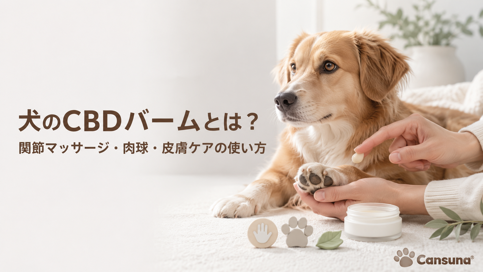 犬のCBDバームとは？関節マッサージ・肉球・皮膚ケアの使い方【2026年版】