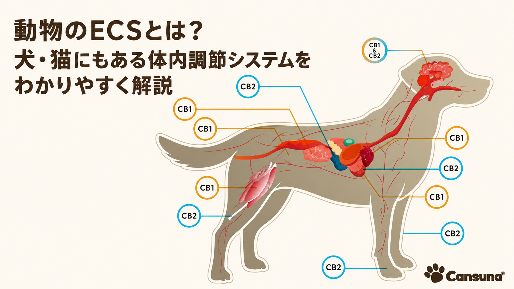 動物のECSとは？犬・猫にもある体内調節システムをわかりやすく解説