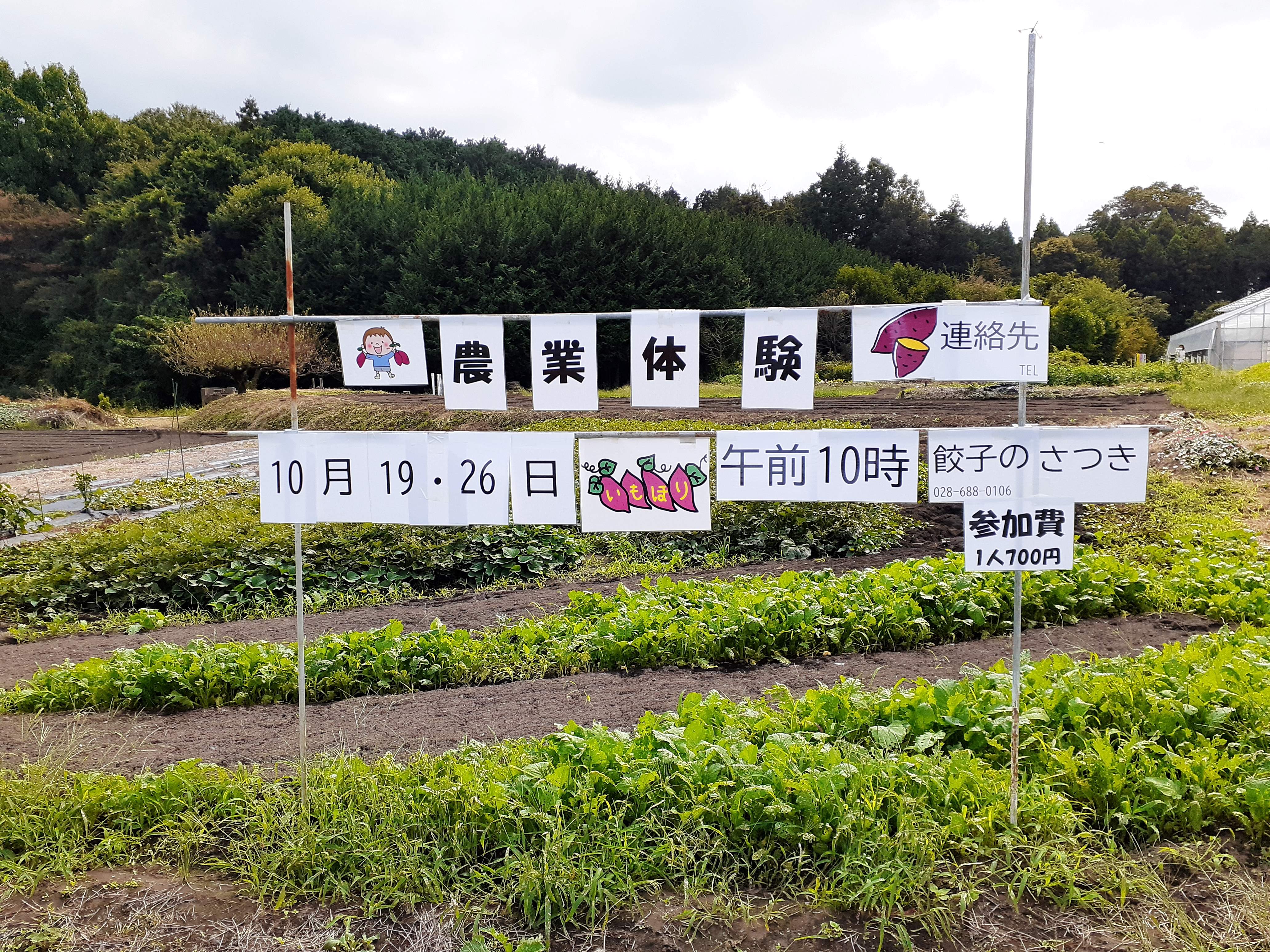 10/19・26『みんなで農業体験＆食育』（さつまいも掘り）参加申込を受付中！