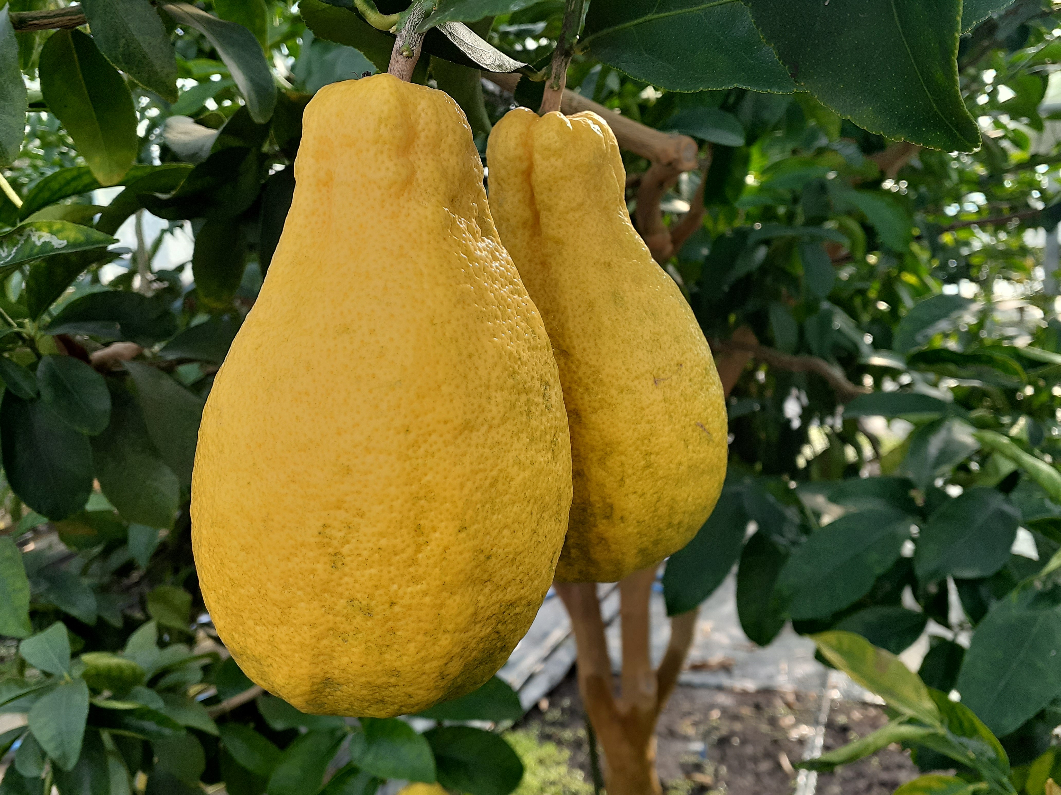 『宮れもん』注文受付を開始!