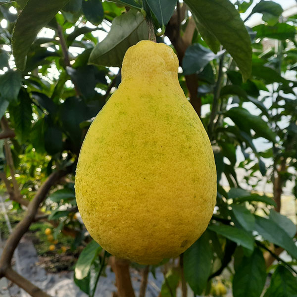 『宮れもん』(璃の香)は収穫までもう少し!