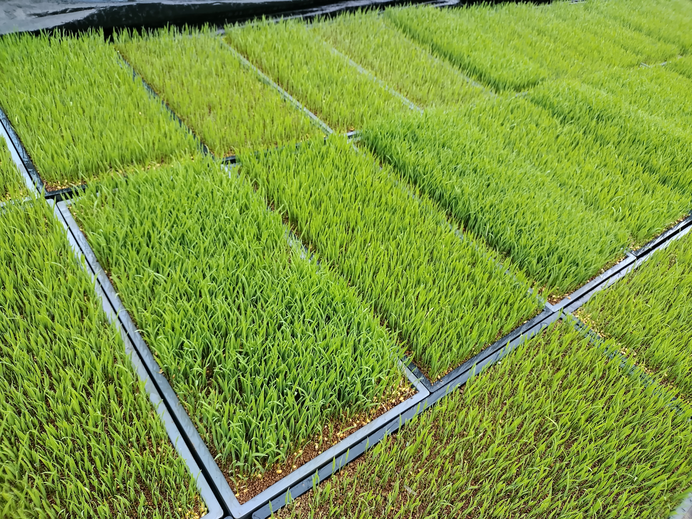 【再開予定:5月11日頃】販売を一時縮小、休止いたします。