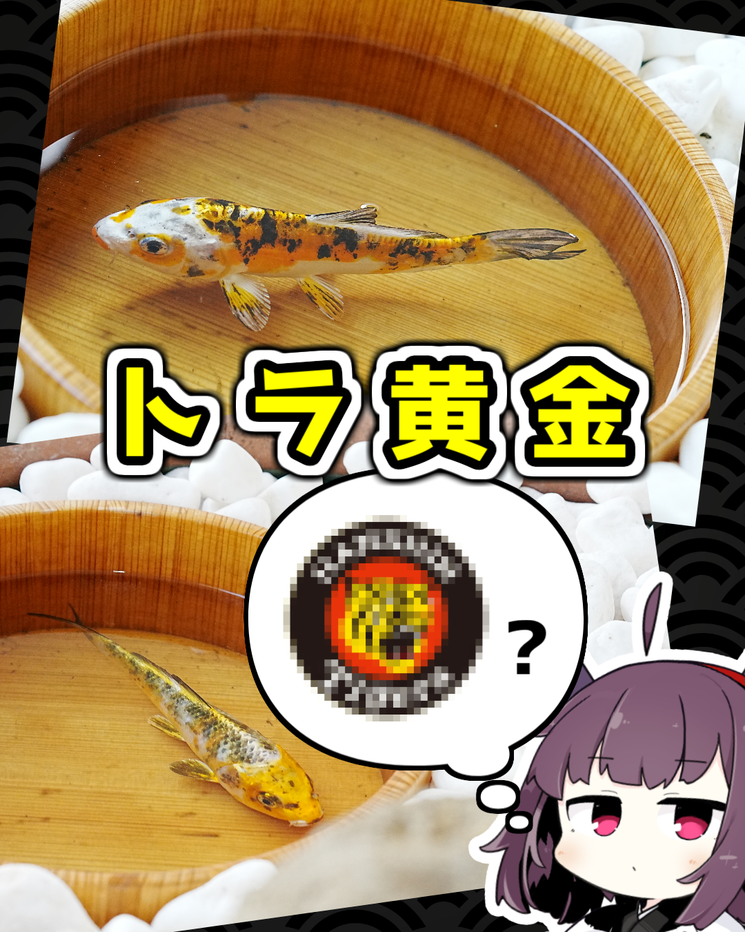 珍種！トラ黄金！？