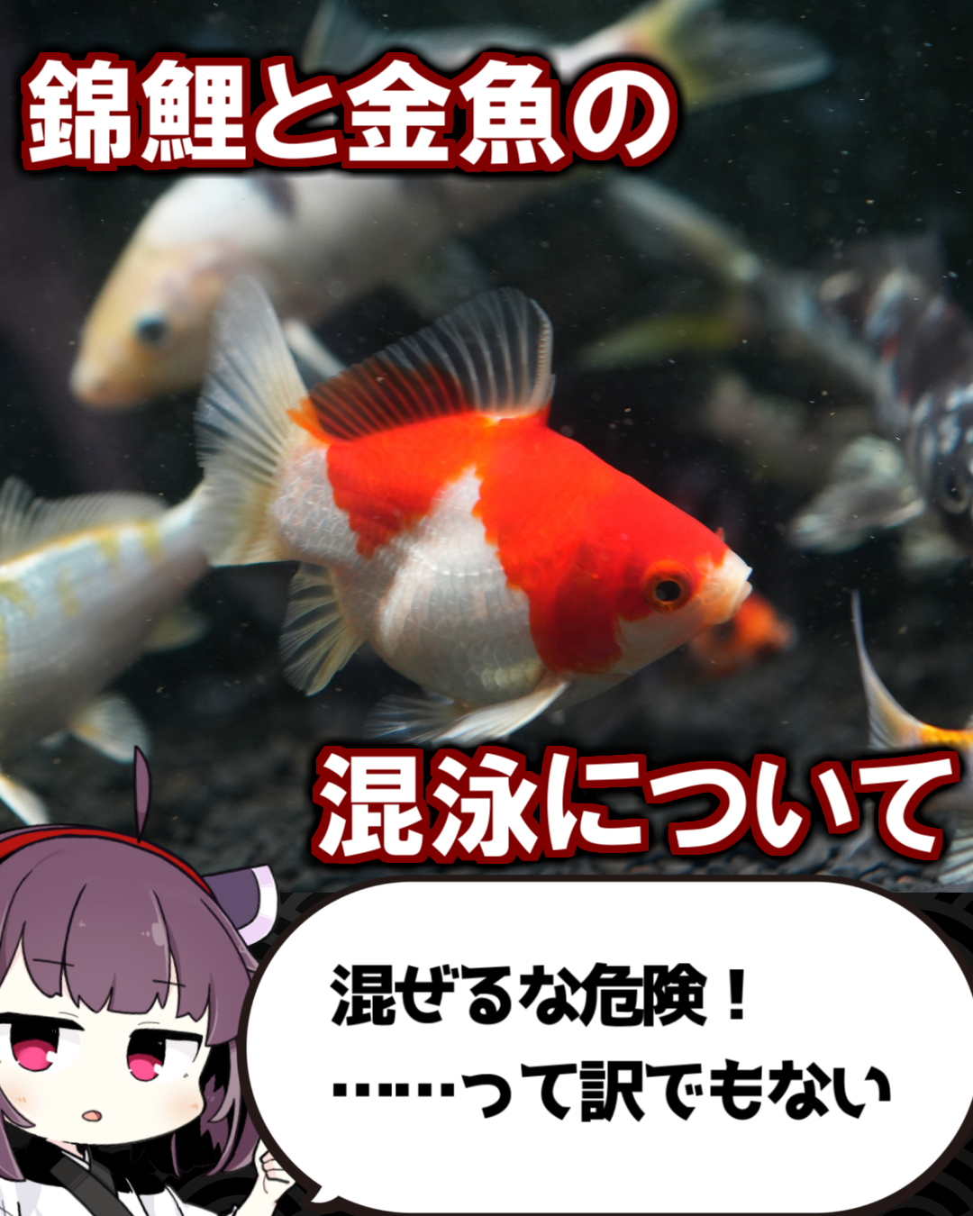 錦鯉と金魚って混泳させていいの？