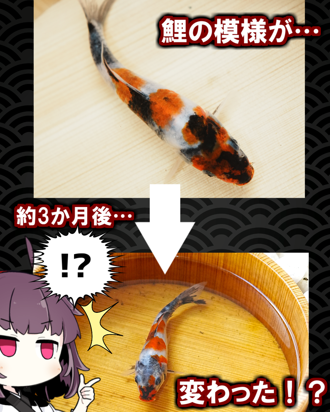 墨が消えた！？昭和三色の模様の変化について