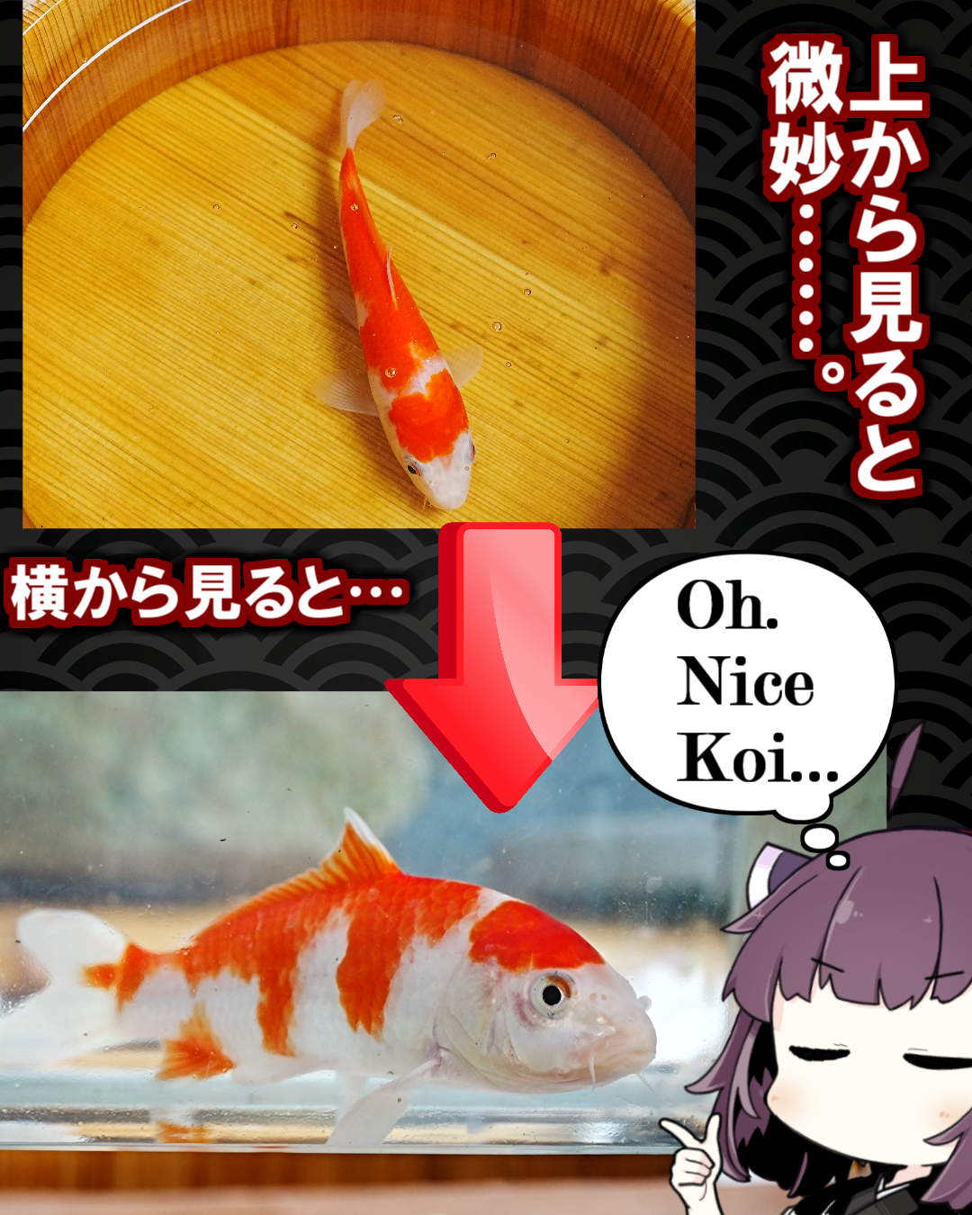 錦鯉、上から見るか？横から見るか？
