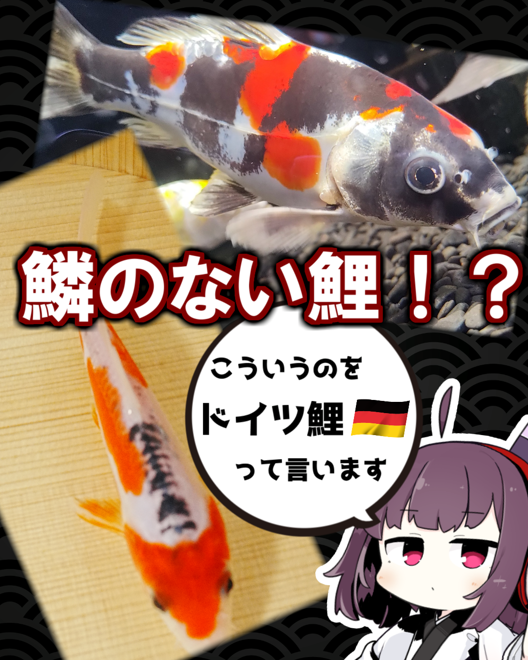 ウロコのない鯉!? ドイツ鯉の魅力とは