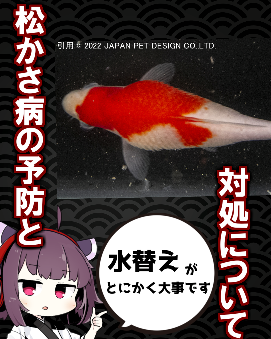 鯉の鱗が立ってる！？この時期起こりやすいトラブルとその対処を紹介します
