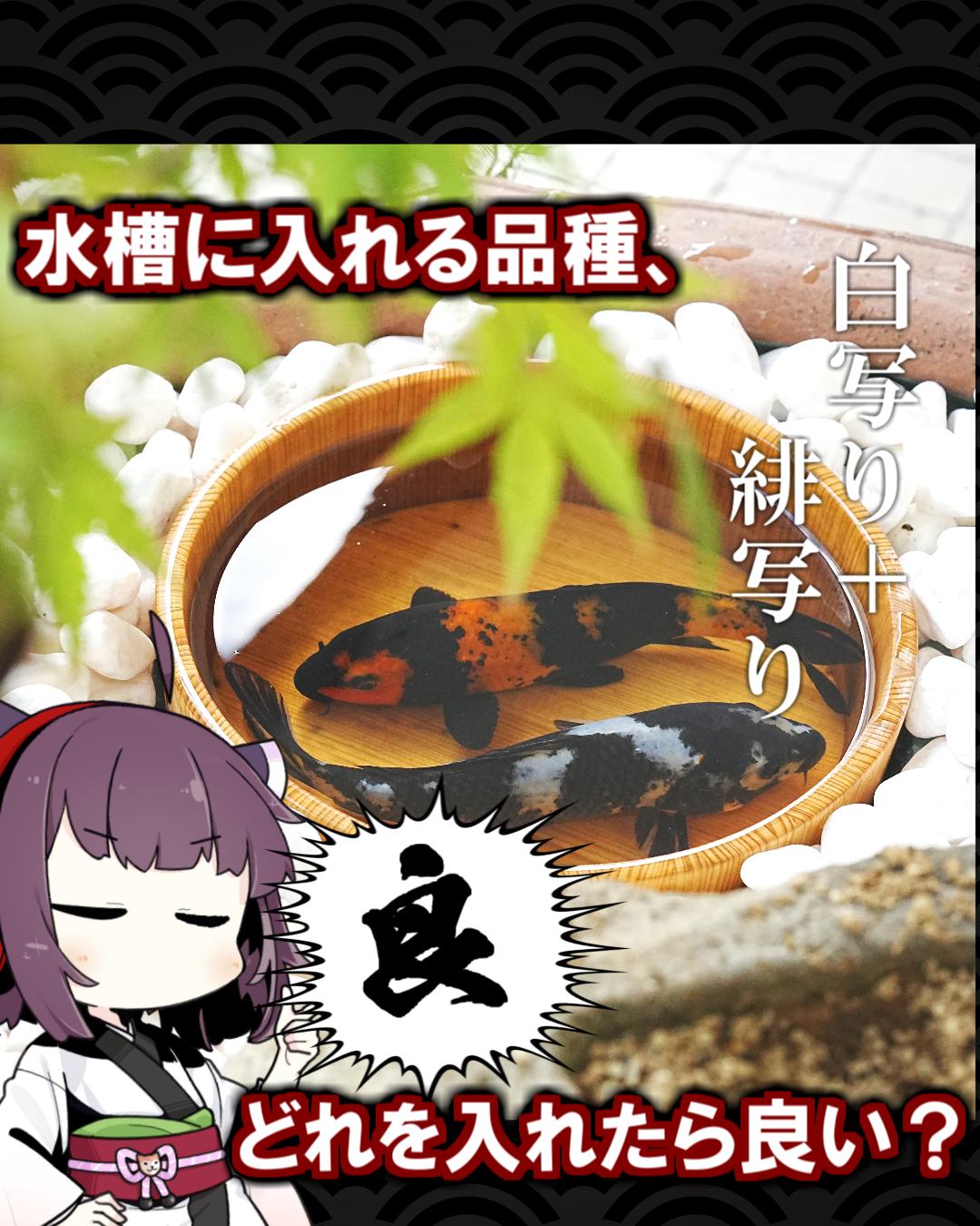 鯉の品種の組み合わせについて