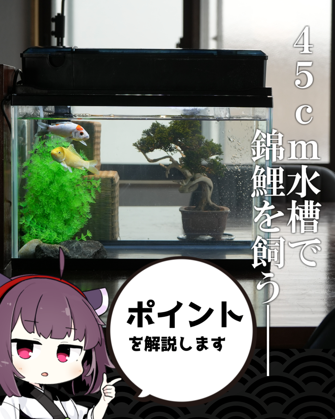 水槽で鯉を飼う際の管理方法について