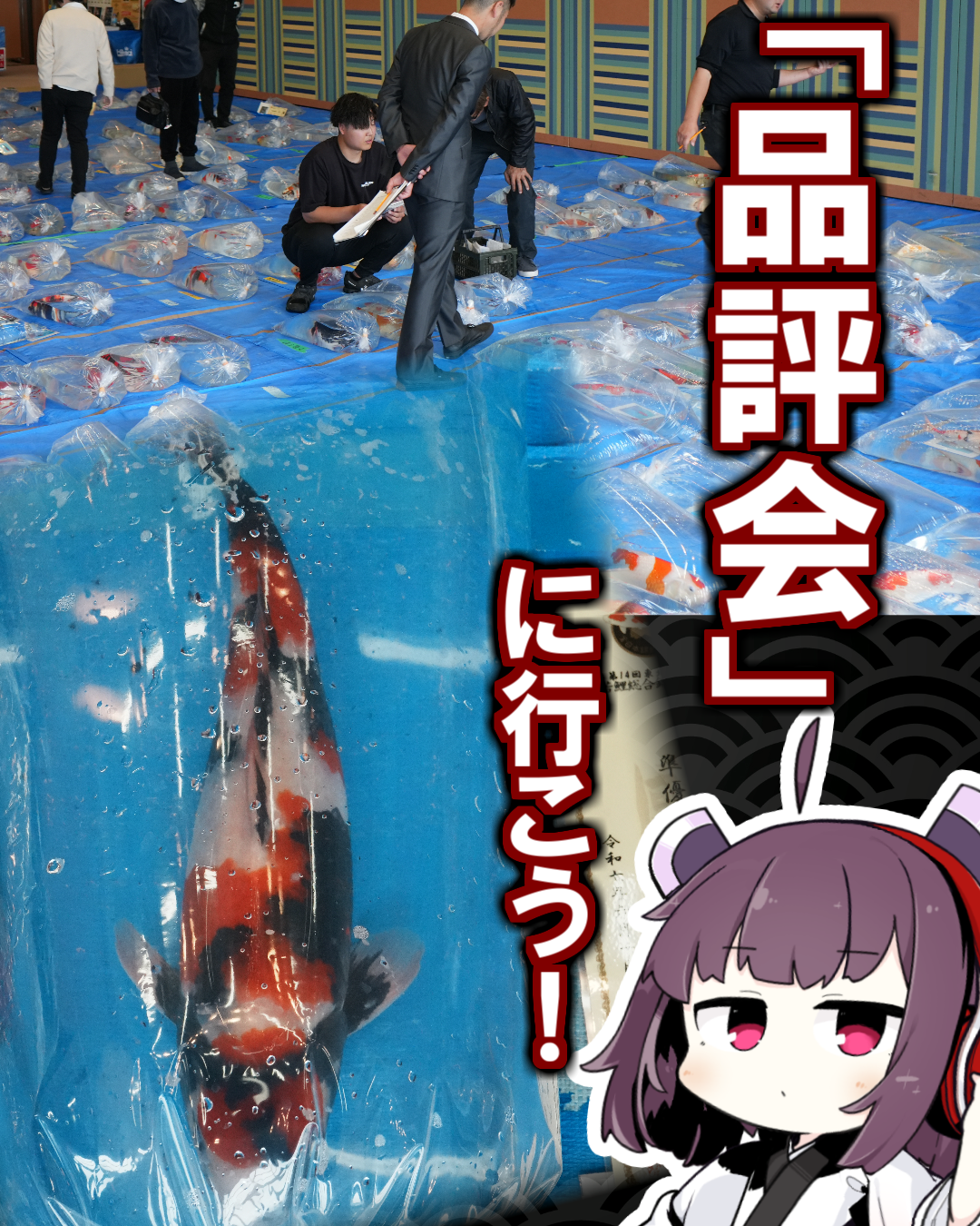 品評会はいいぞおじさん「品評会はいいぞ……」