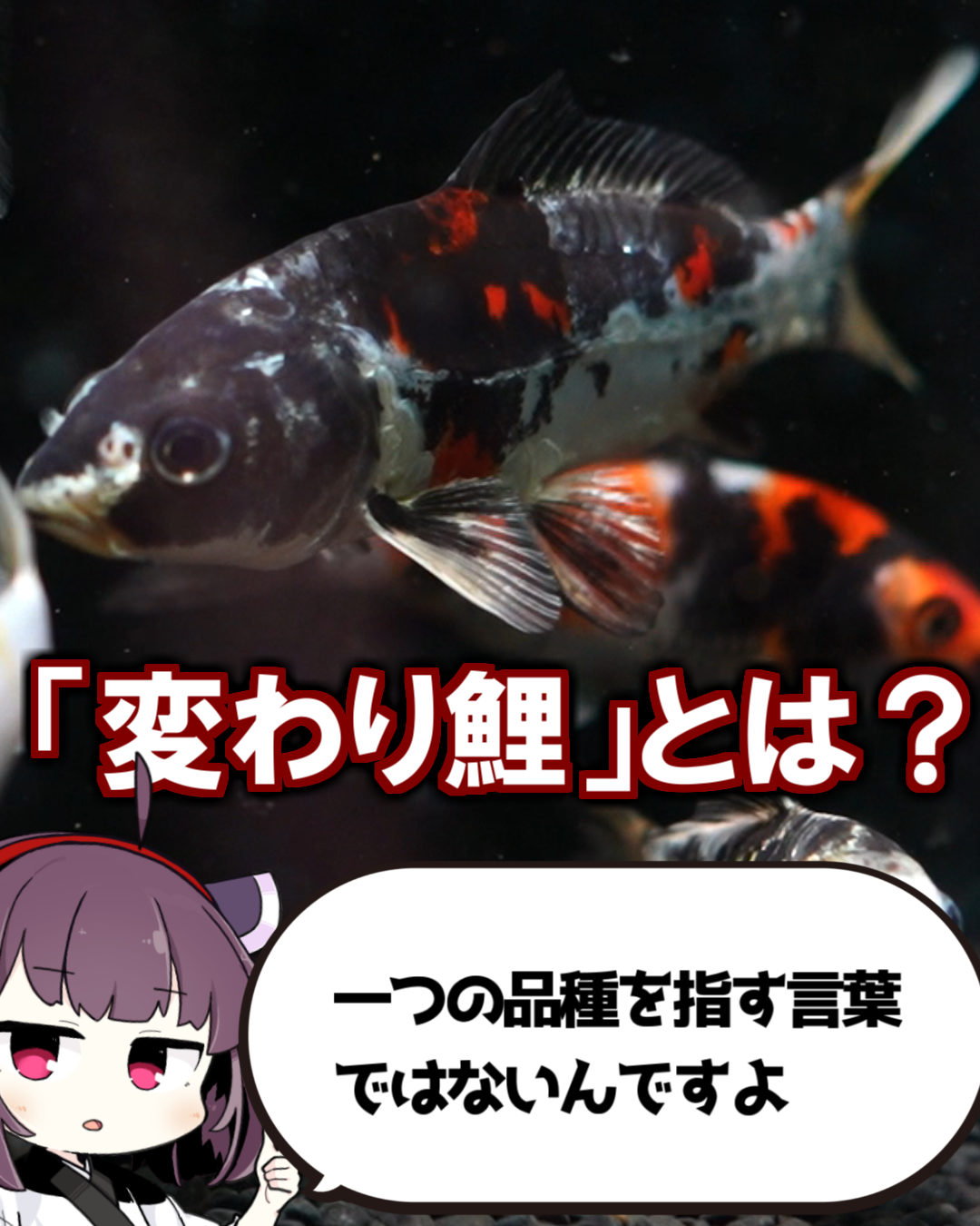 ロマンと魅力が溢れてる……変わり鯉とはなんぞや