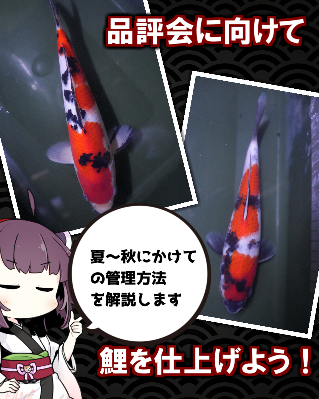 自分で仕上げた鯉を品評会に？できらぁっ！！