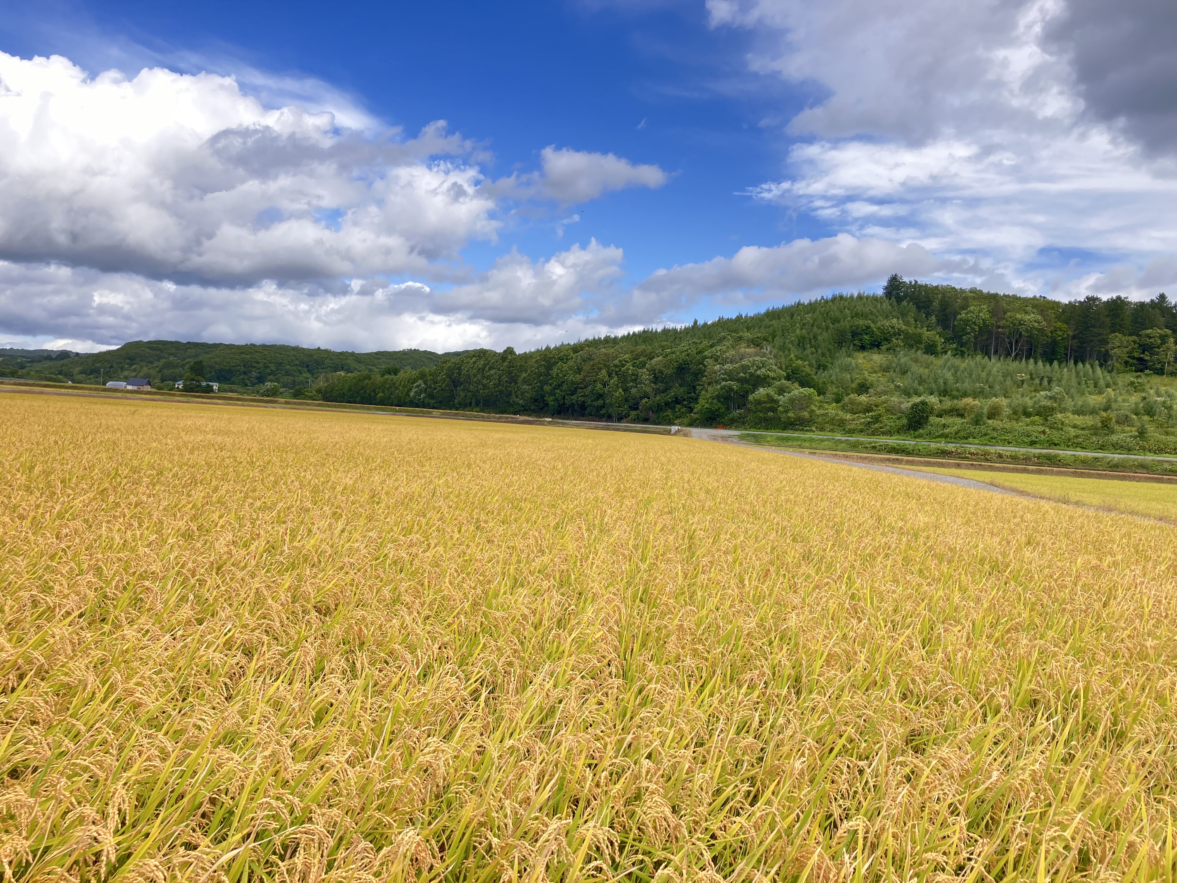 稲刈りが始まります！