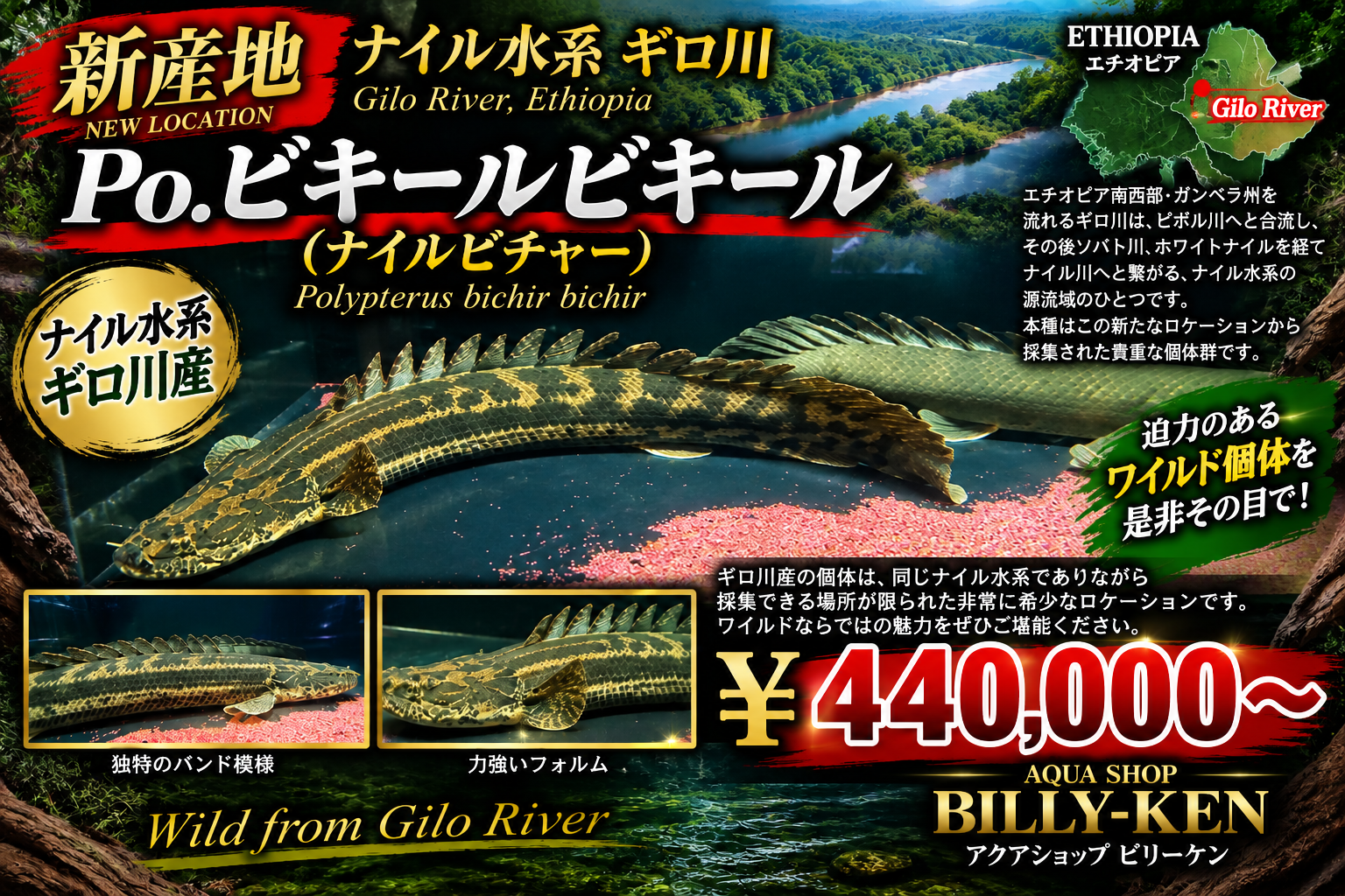 9/10UP　◆ナイル水系ギロ川のビキールビキール◆