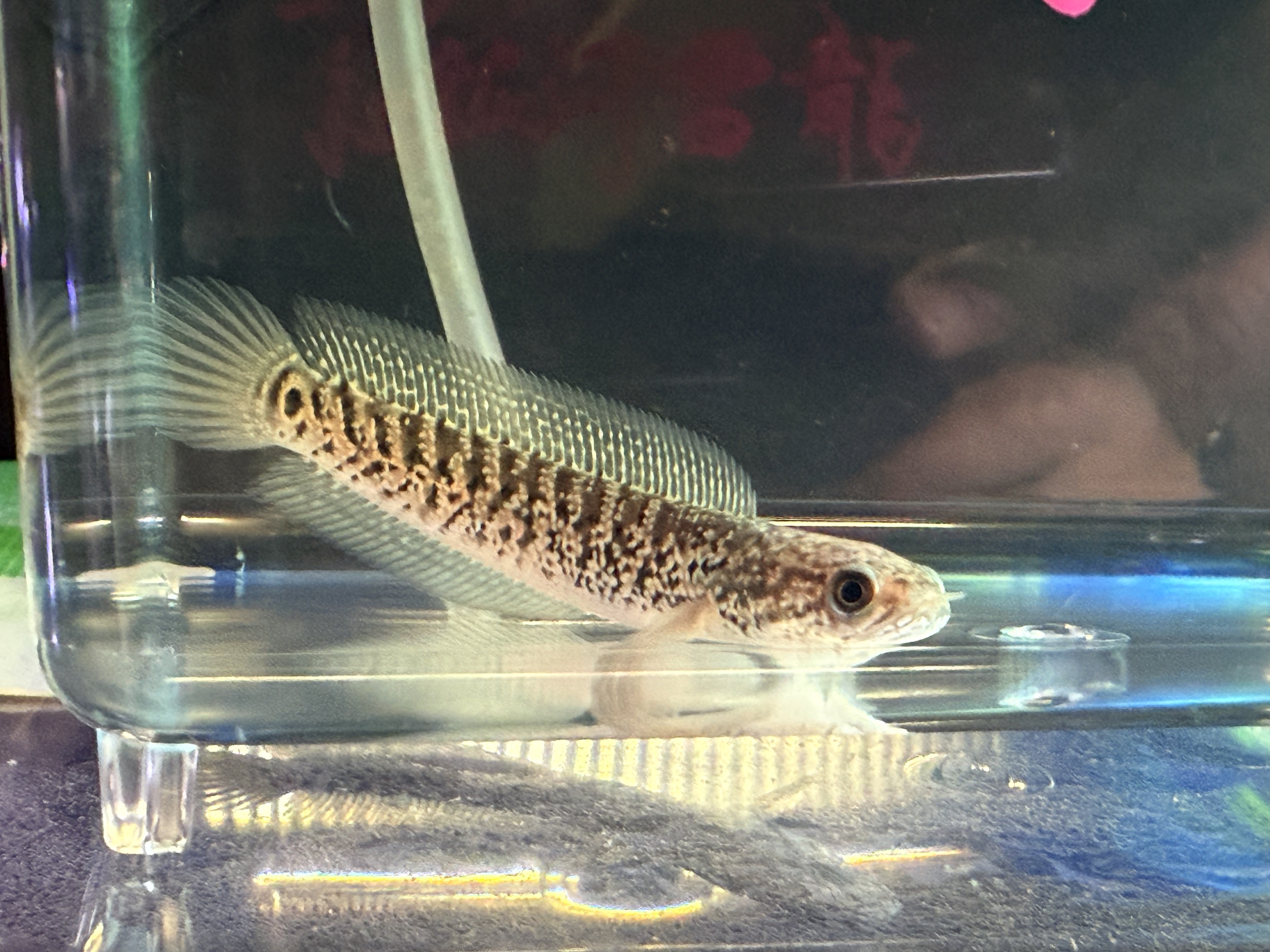 11/28UP ◆新入荷◆