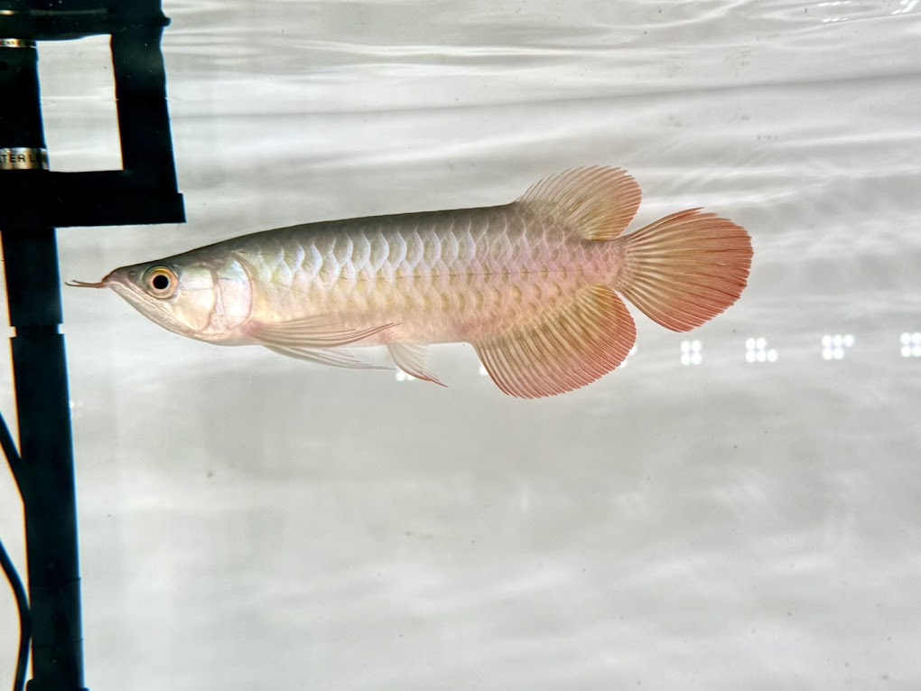 9/21UP　◆アロワナ販売開始◆