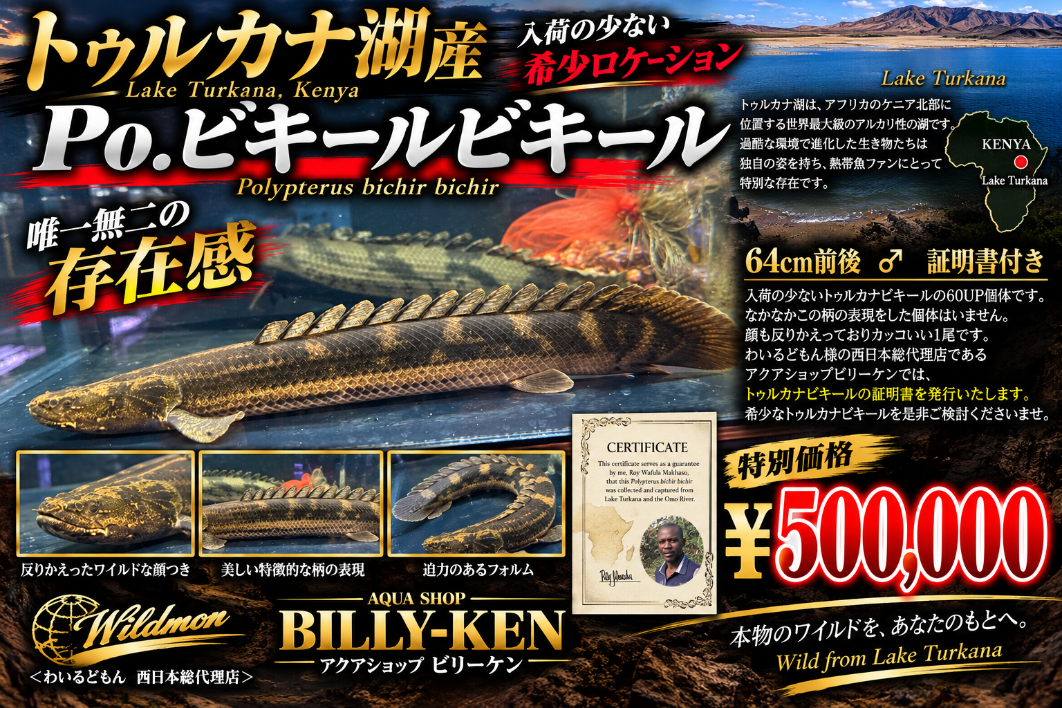 9/9UP　◆凄いトゥルカナビキール入荷しました！◆