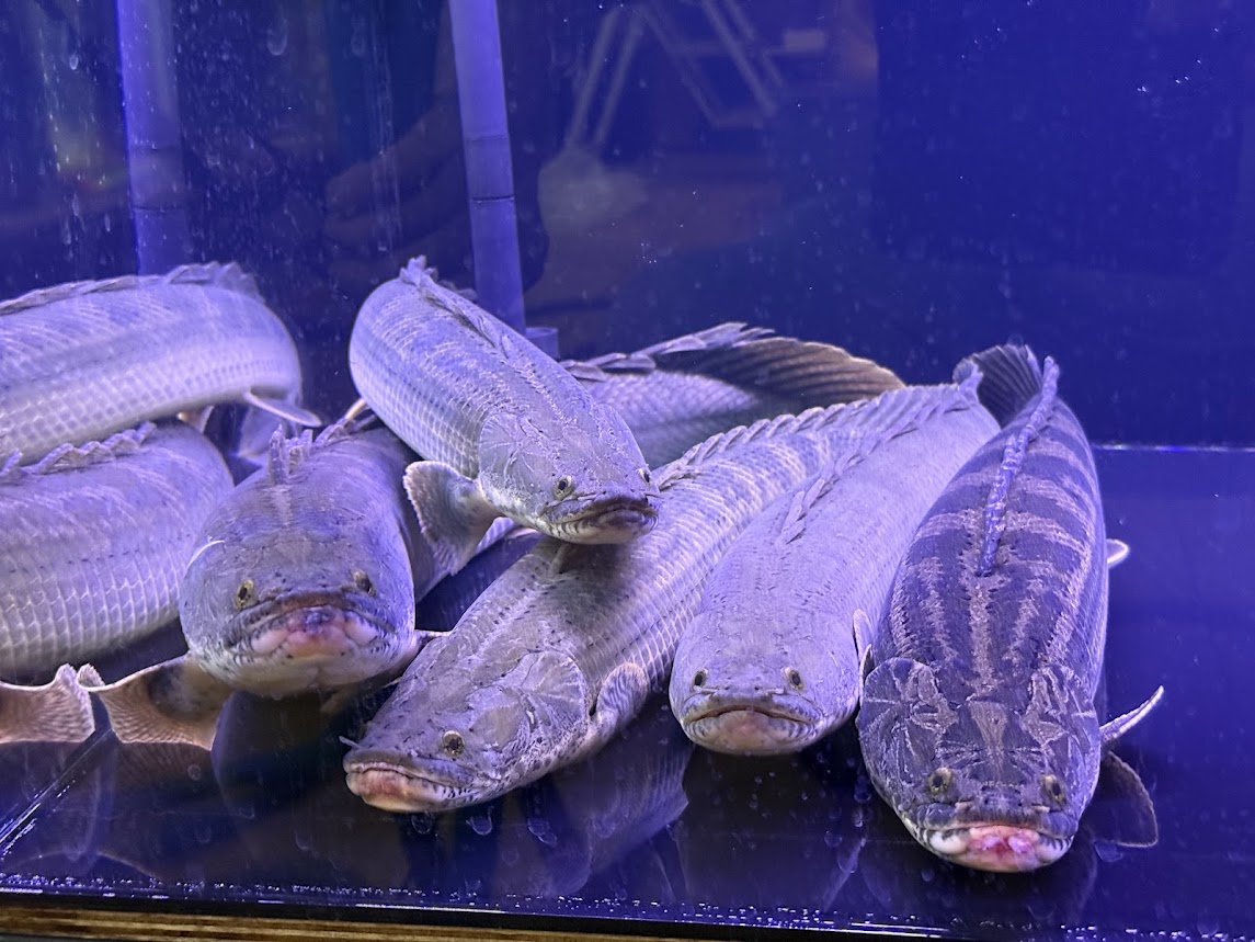 3/1UP　◆新入荷情報◆