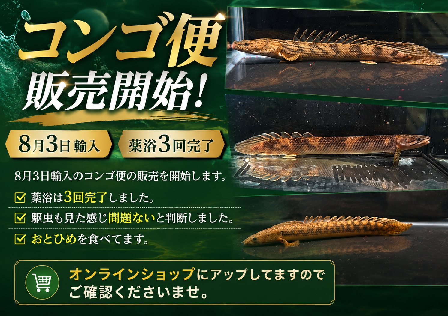 8/28UP　8/3輸入コンゴ便販売開始！