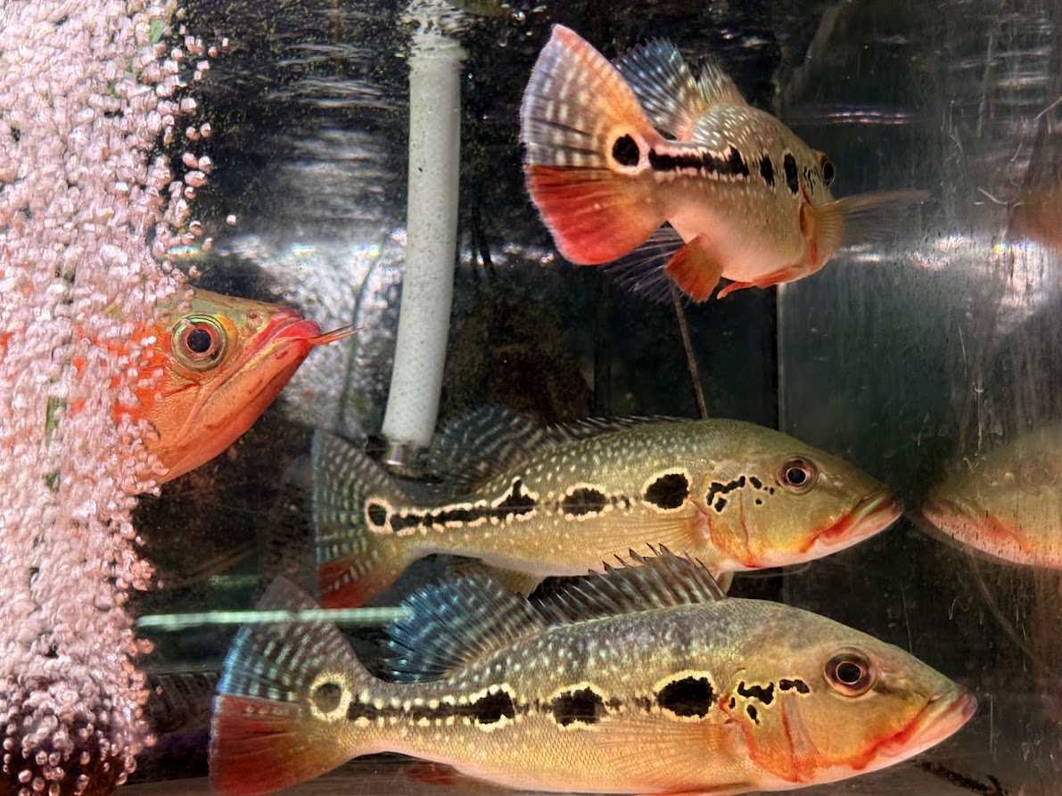 12/3UP ◆新入荷情報◆