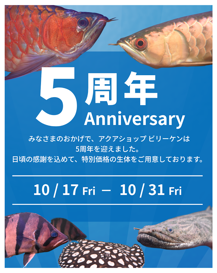 ◆5周年特別価格は10月31日まで◆