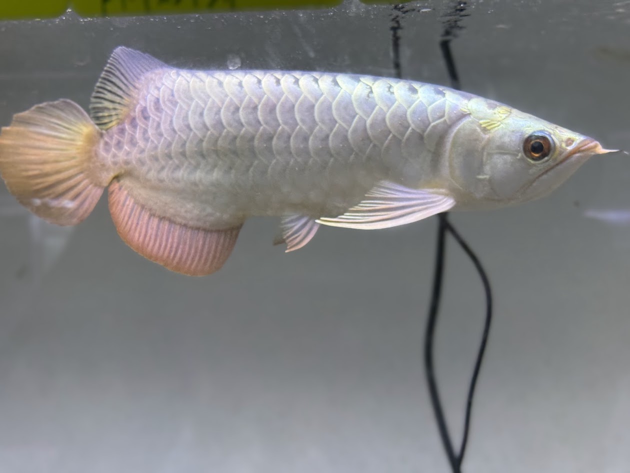 9/30UP　◆新入荷情報◆