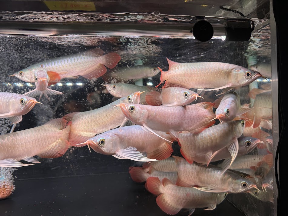 1/2UP　初売りは3日12時オープン！