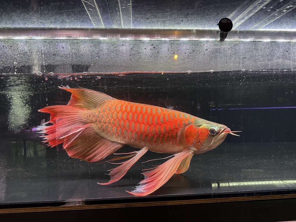 1/1UP　謹賀新年