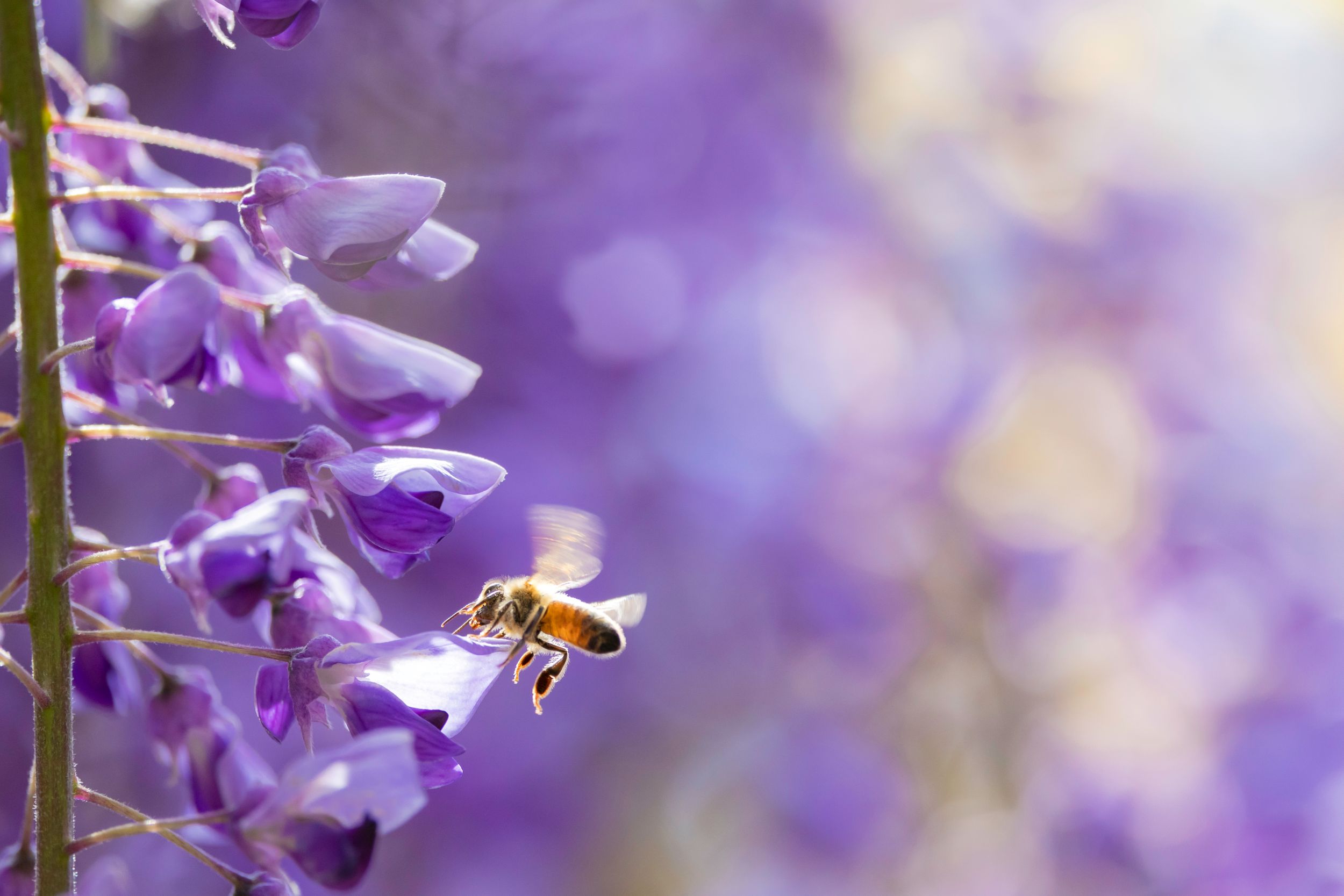 雨あがりに生まれた、2026年だけの「RAW HONEY 山藤」