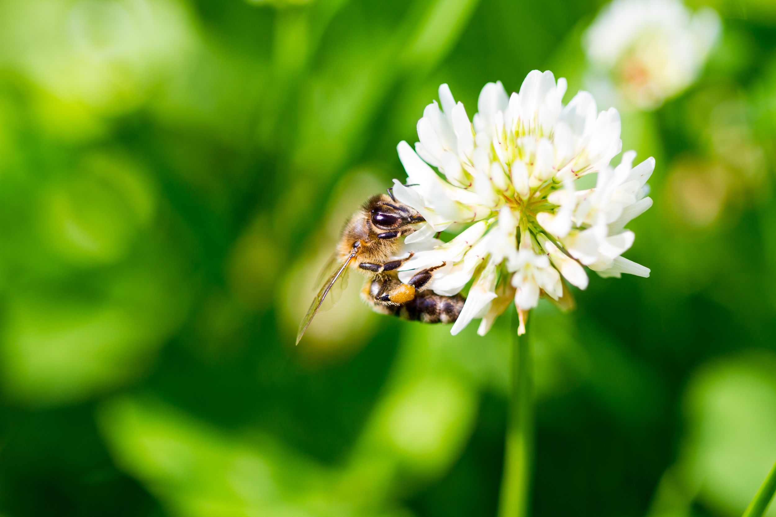 【24時間限定】ミツバチの日8%OFF