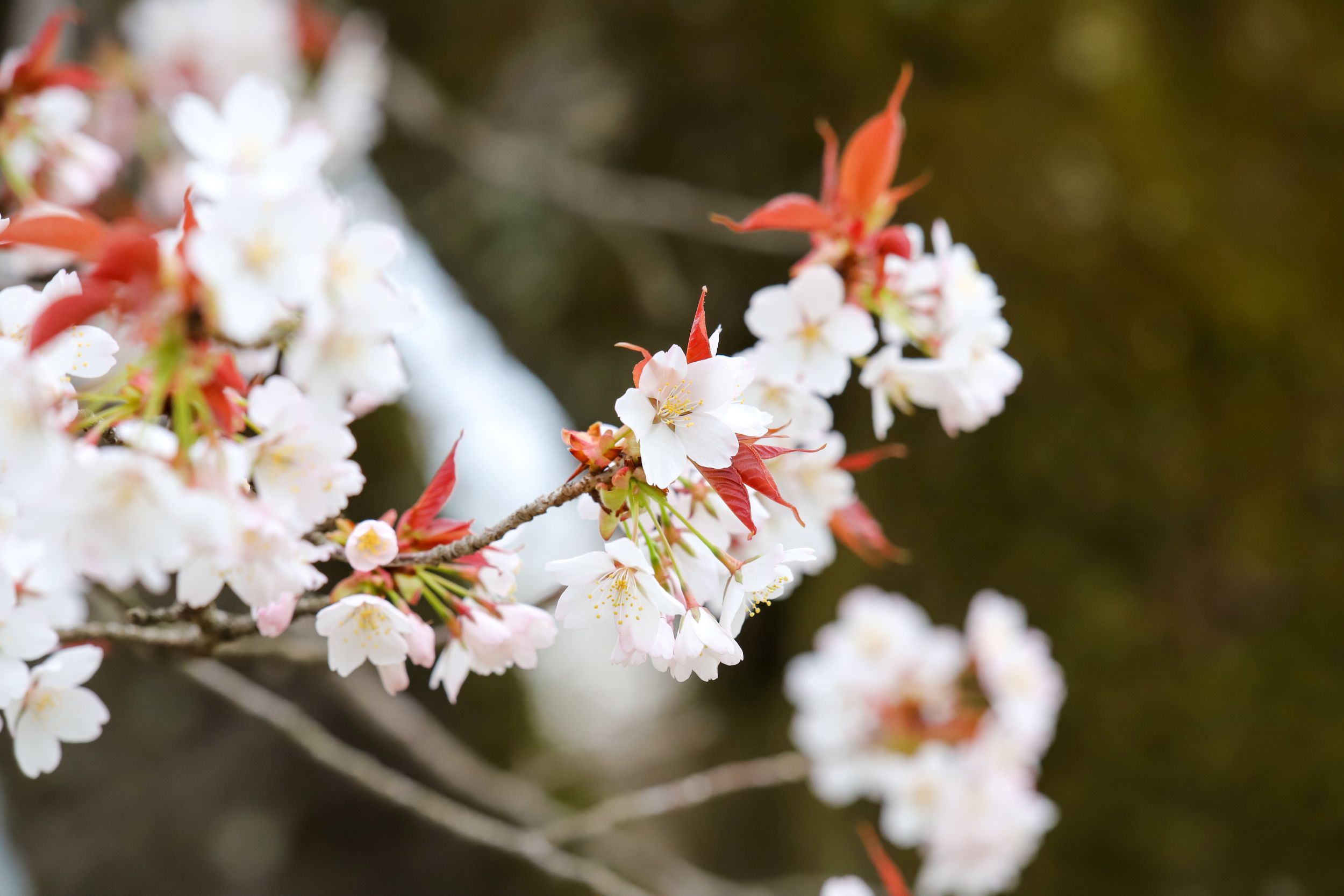 【2年ぶりの再会】養蜂場が香りに包まれた。記憶に残る「山桜のはちみつ」