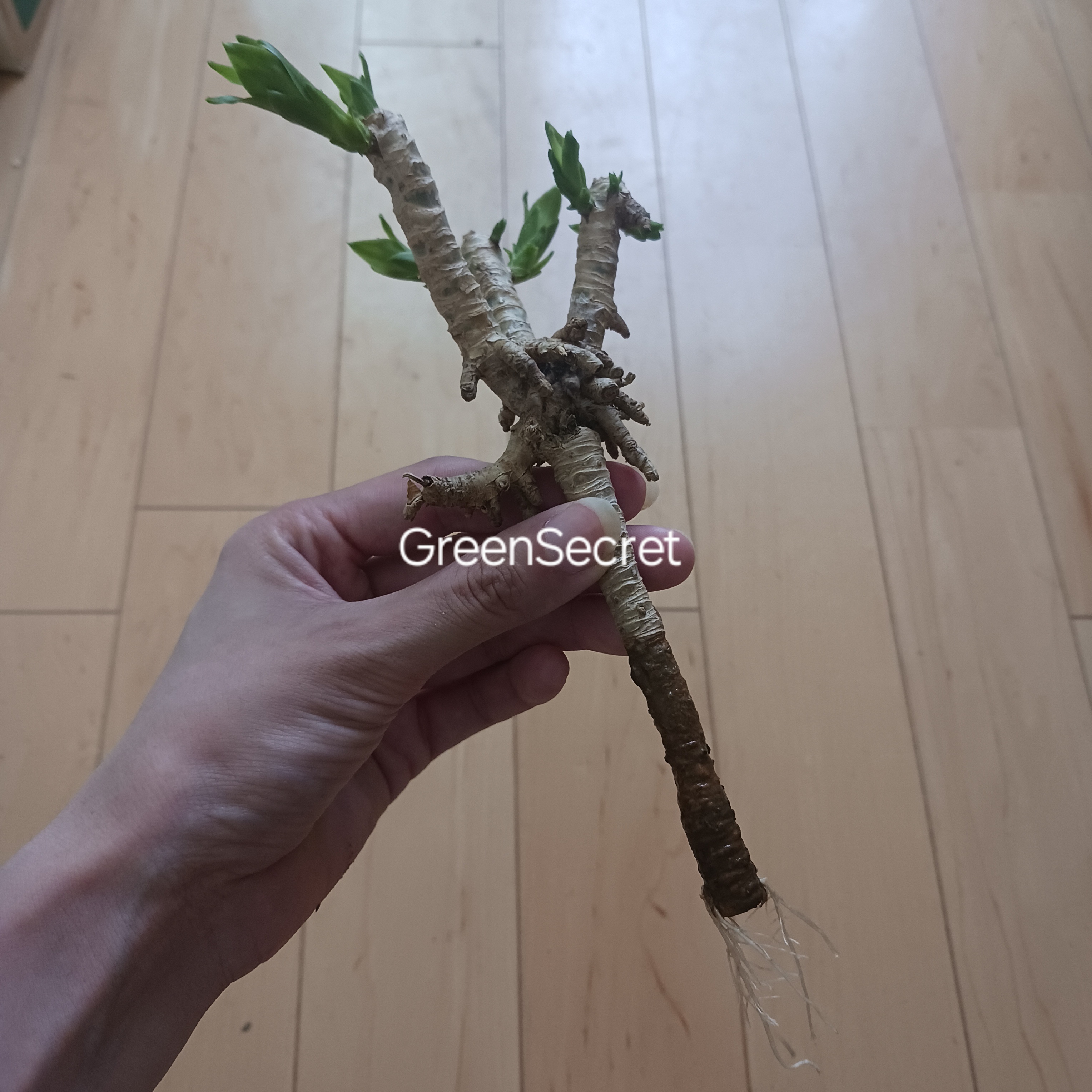 挿し木（増やし方）完全ガイド | 種類別・方法別の詳しい手順