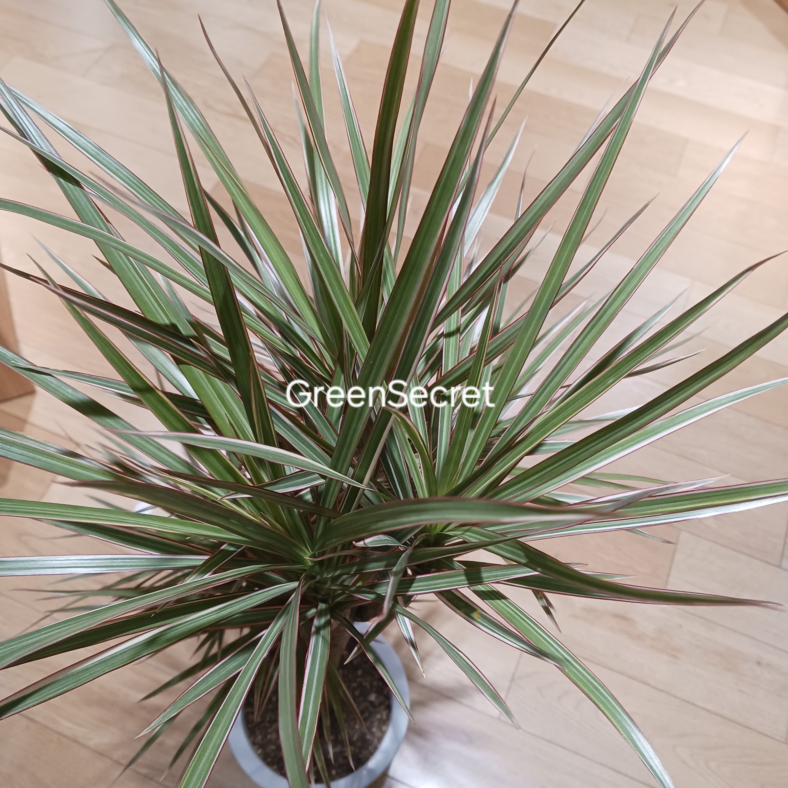 ドラセナ コンシンネ トリカラーの育て方｜葉色を美しく保つ管理のコツと枯らさないポイント