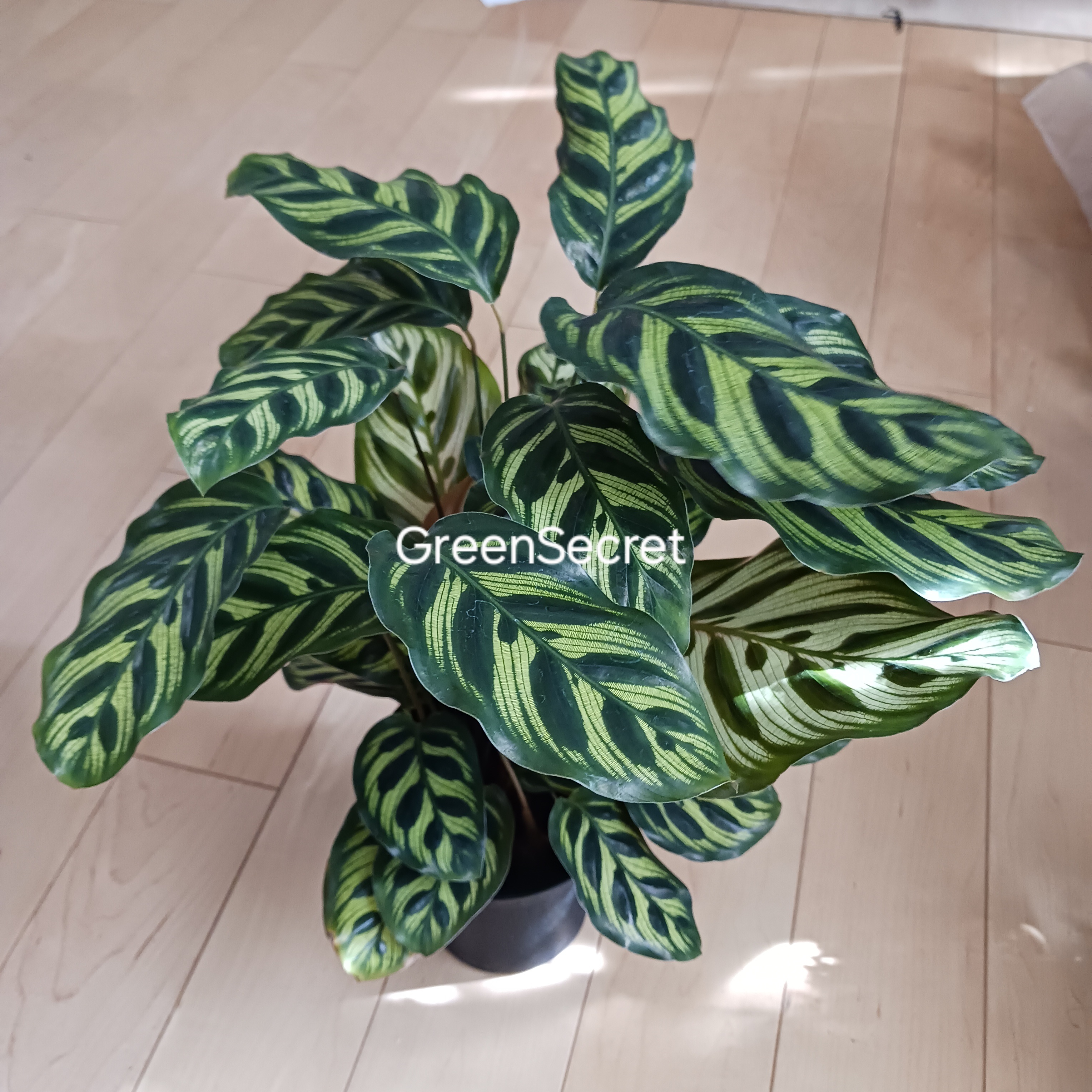 【葉の模様にはわけがあった！】カラテアの育て方