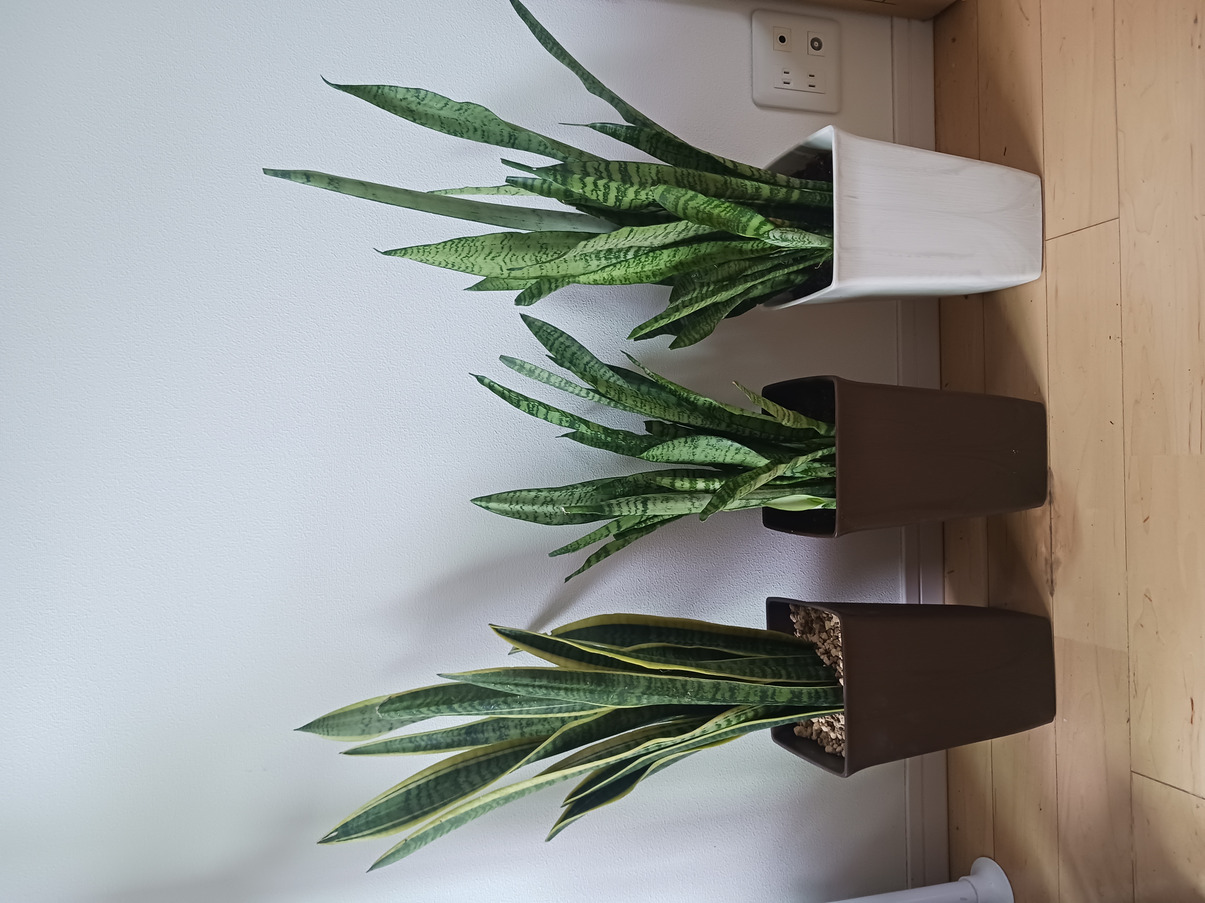 【保存版】サンスベリアの育て方｜枯れる原因・水やり頻度・冬越しまで完全ガイド