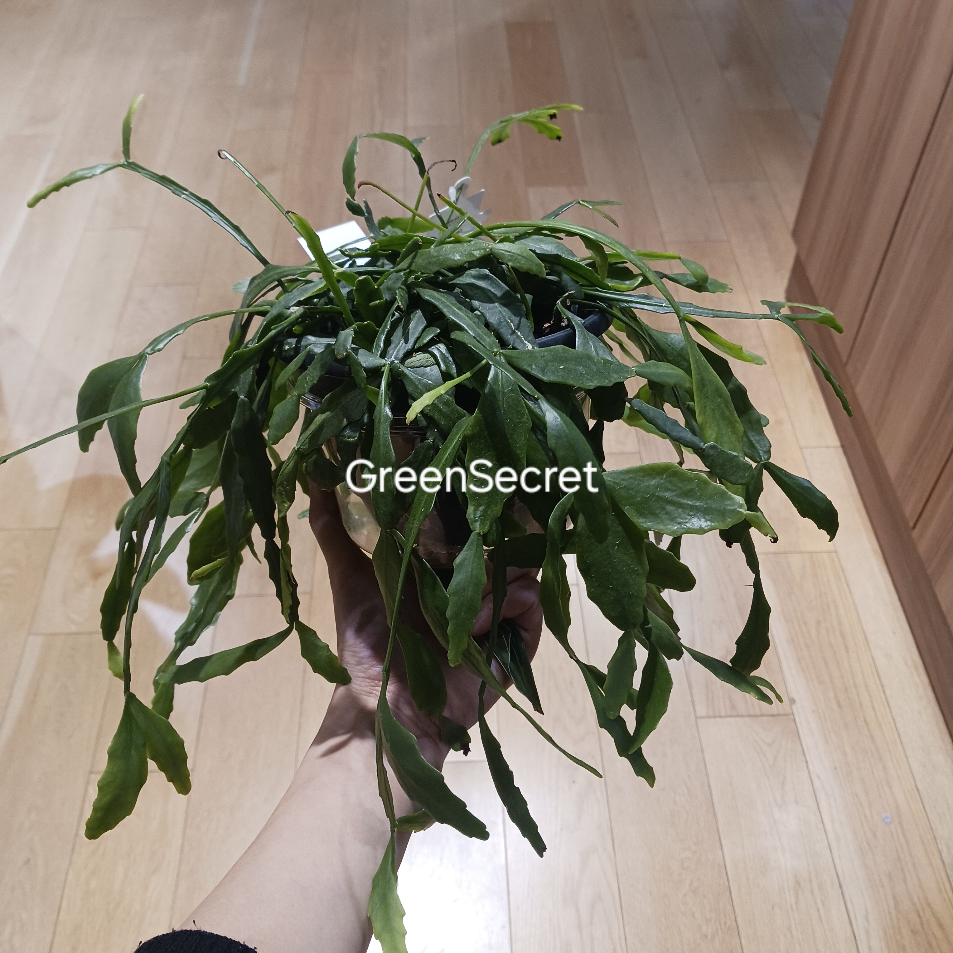 【実はサボテンなんです！】リプサリスの育て方｜花は咲く？増やし方・品種の違いも解説