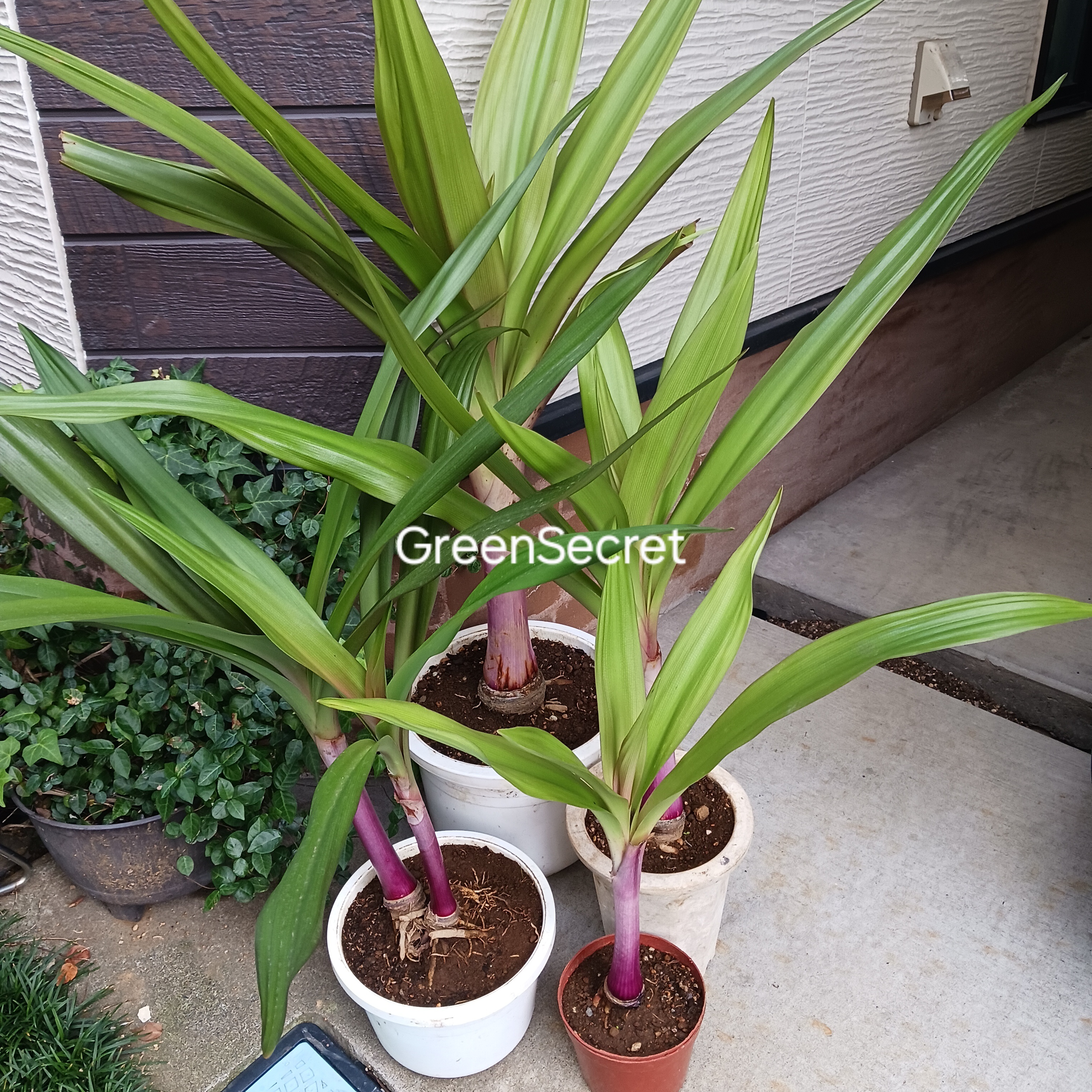 【ハマユウとハマオモトの違い】ハマユウ（ハマオモト）の育て方｜赤葉の魅力と丈夫に育てるコツ