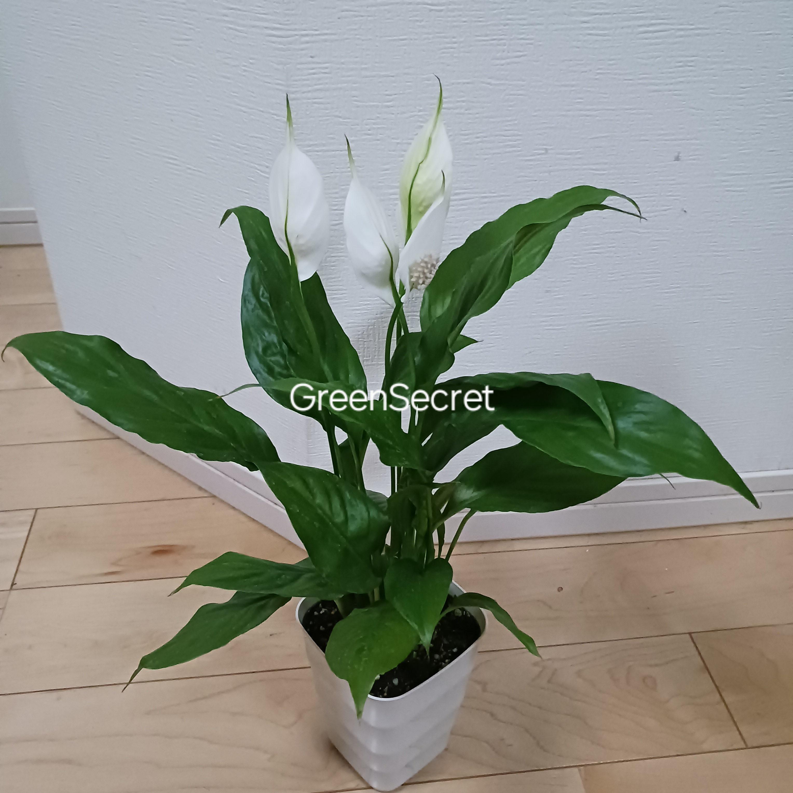 【花を咲かせ続ける秘訣とは？】スパティフィラムの育て方